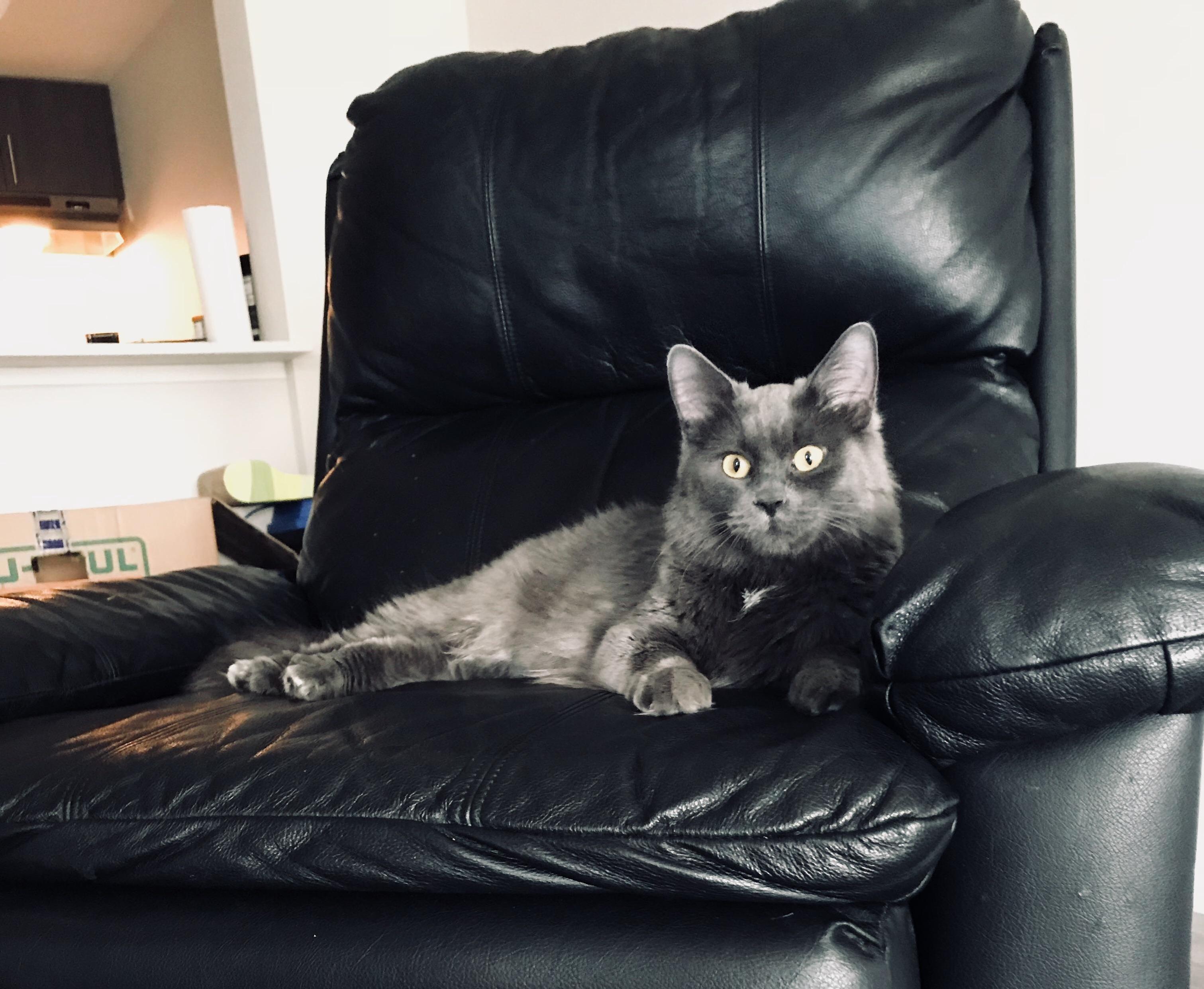 My Brother Just Moved Out West for Work and Adopted This Pretty Girl to Keep Him Company
