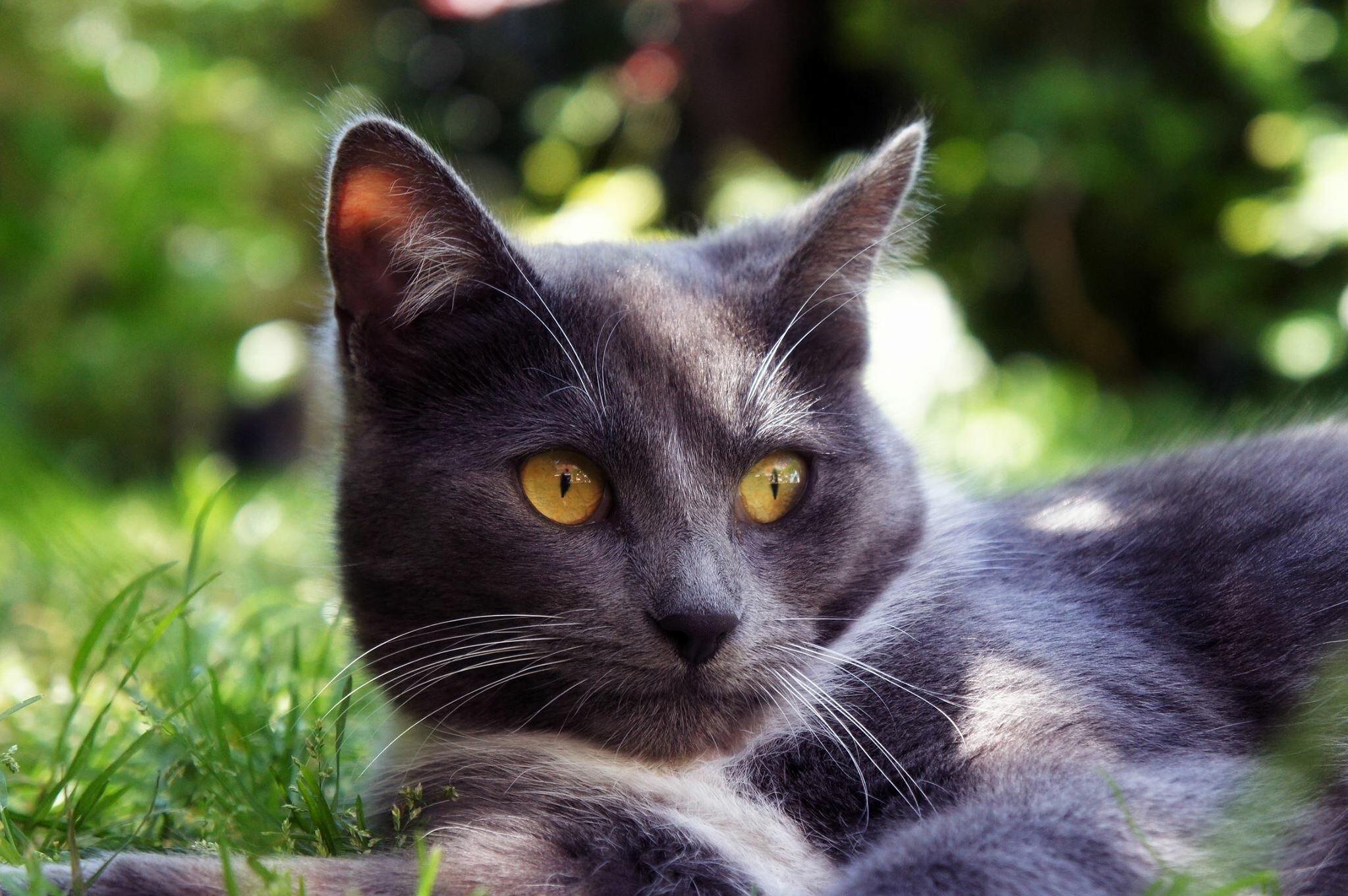 My Cat Bella Relaxing in the Grass. (This Photo Is from 6 Years Ago.)