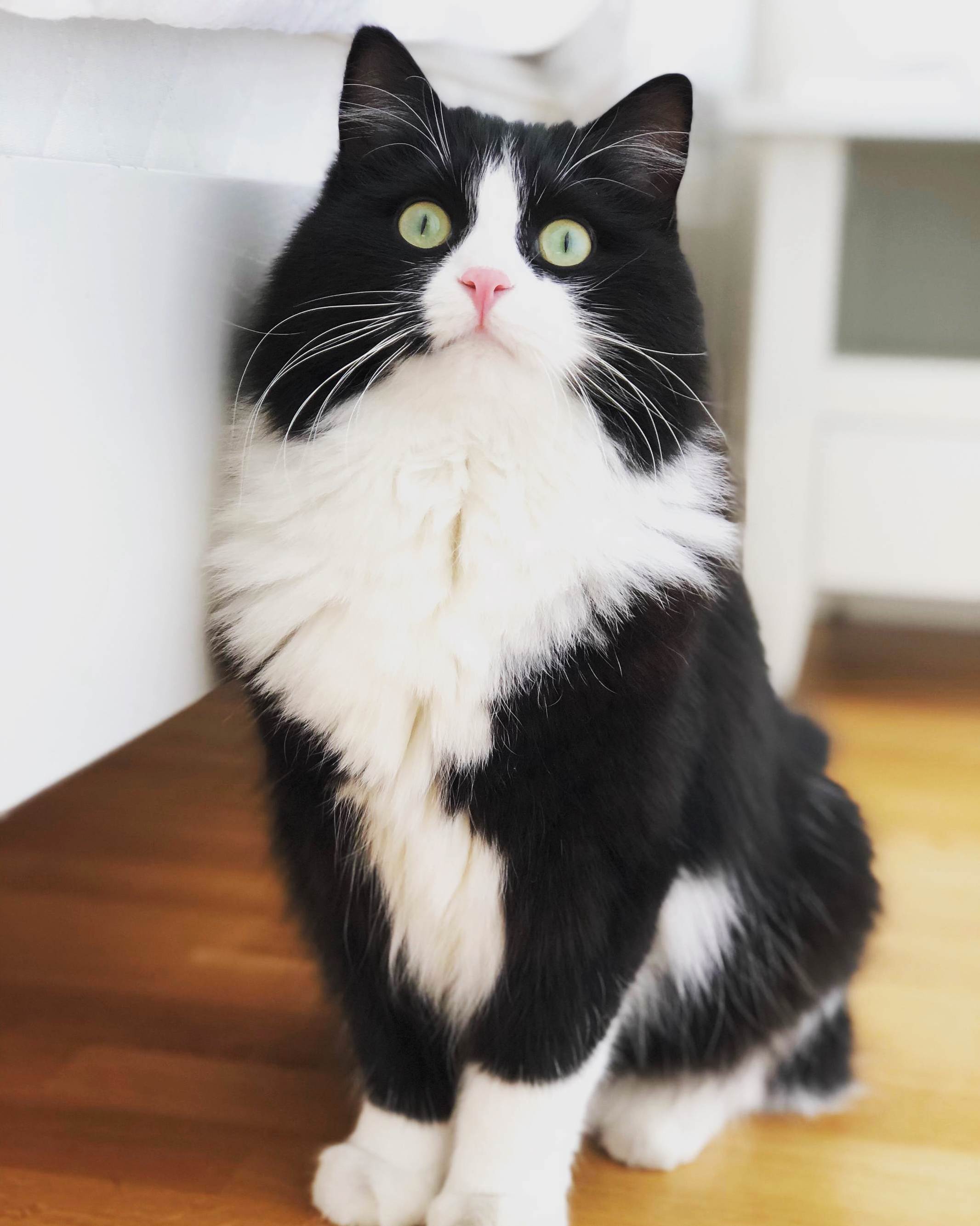 My Cat, Captain Haddock, Being Very Majestic and Photogenic.