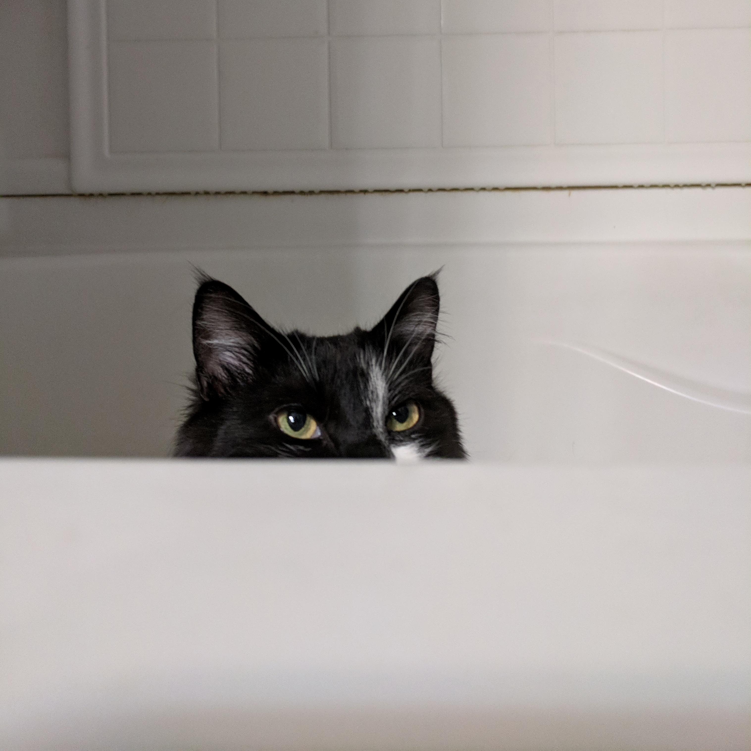 My Cat Enjoys to Spy While I Use the John