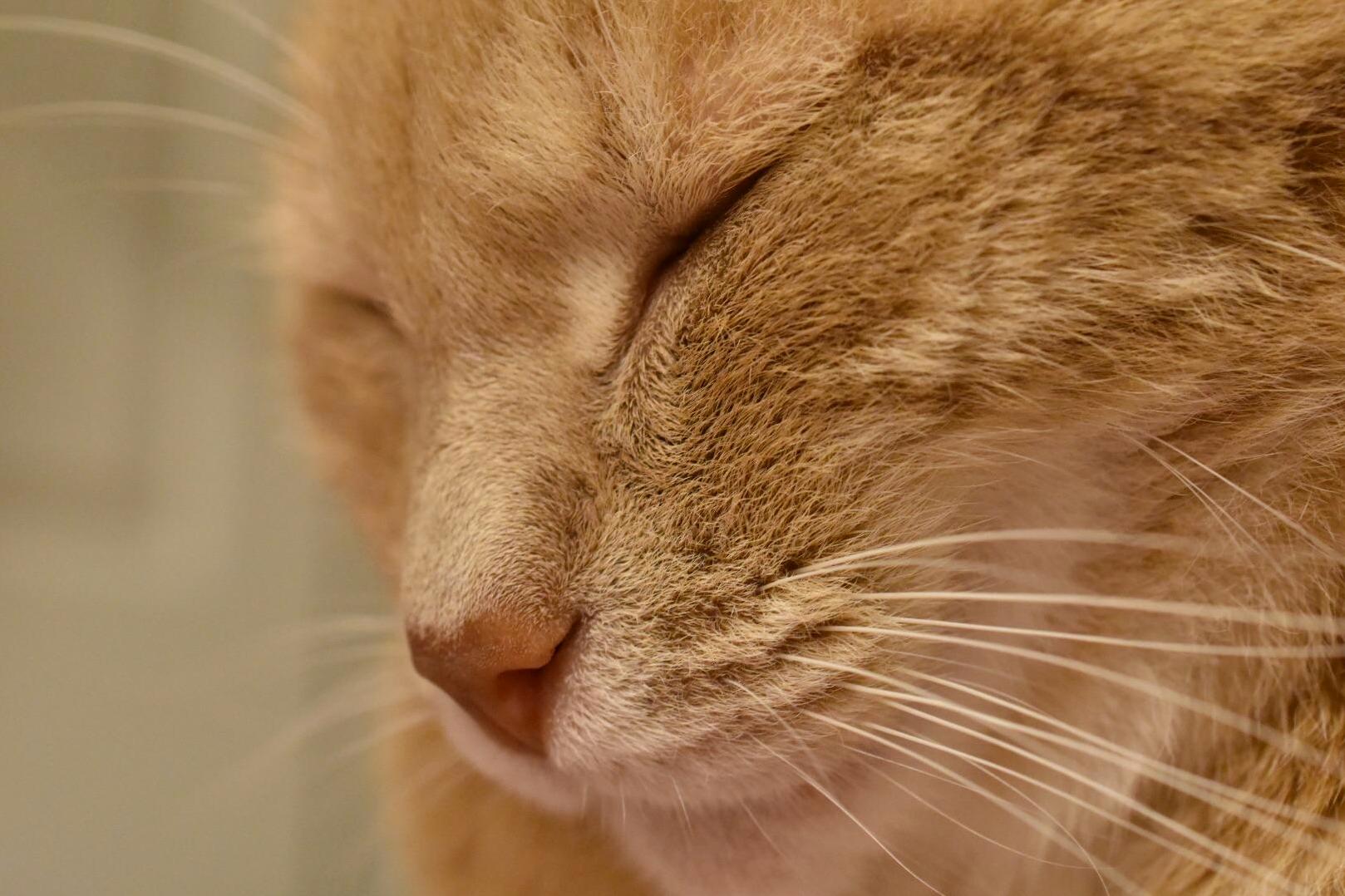 My Cat Is Going to Divorce Me and Find a New Family After Snapping 500 Photos of Him, but for Now King Foxy