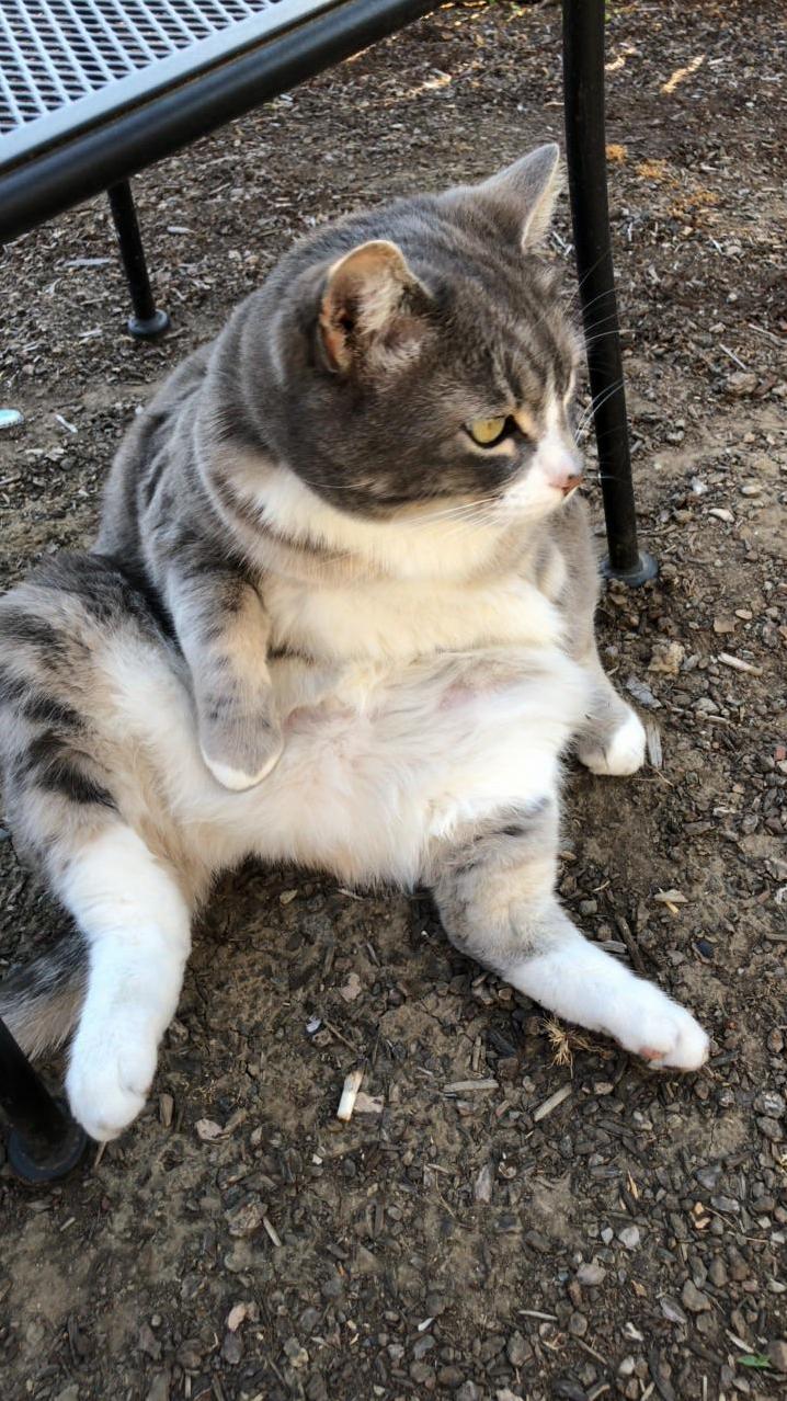 My Cat Leo