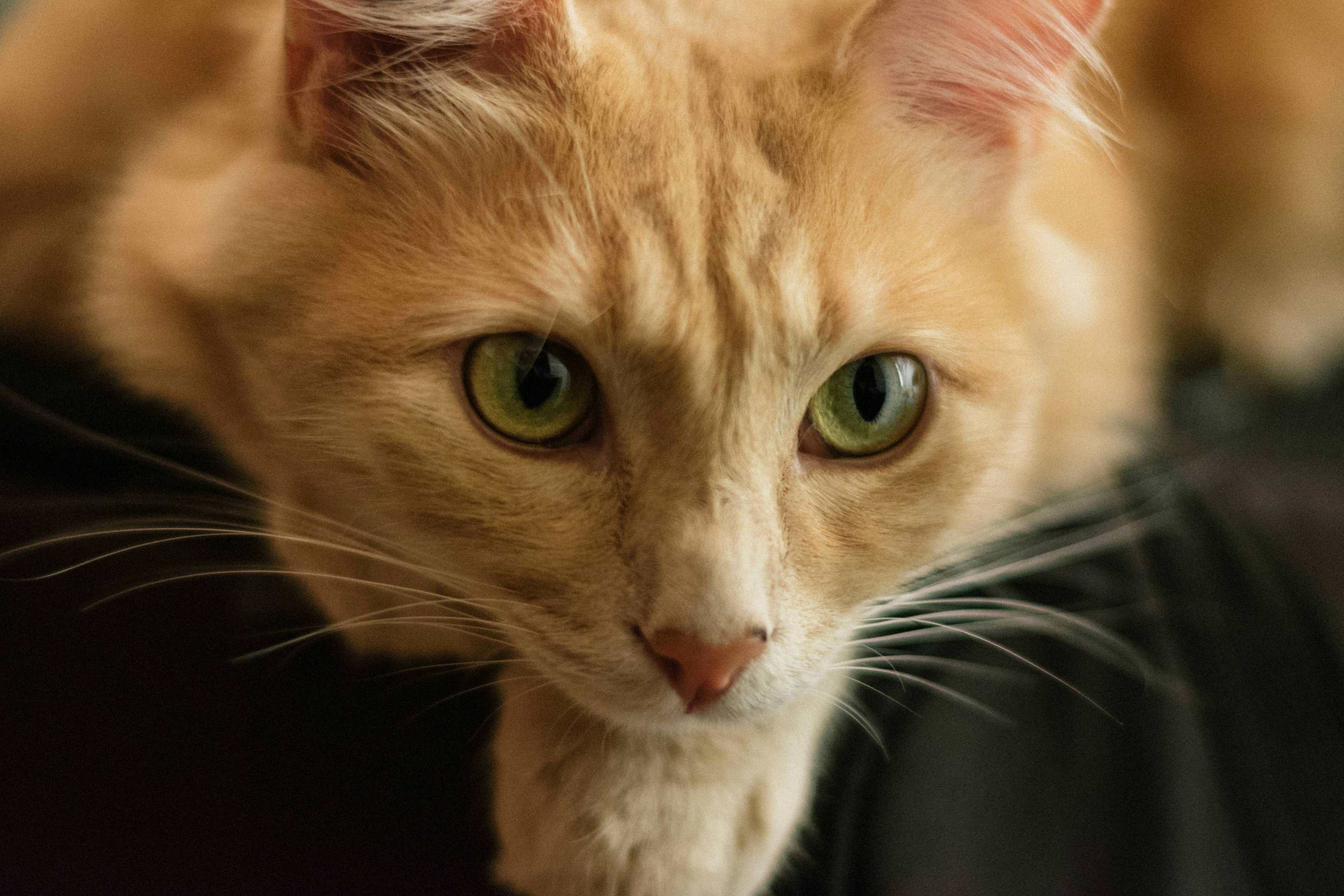 My Cat Loves Watching Tv and I Wanted to Share with You His Face While Doing What He Loves.