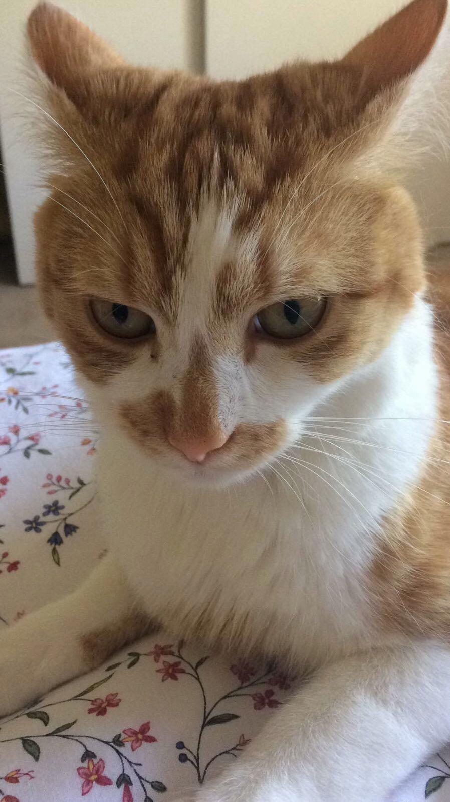 My Cat Sometimes Looks Like a Hawk