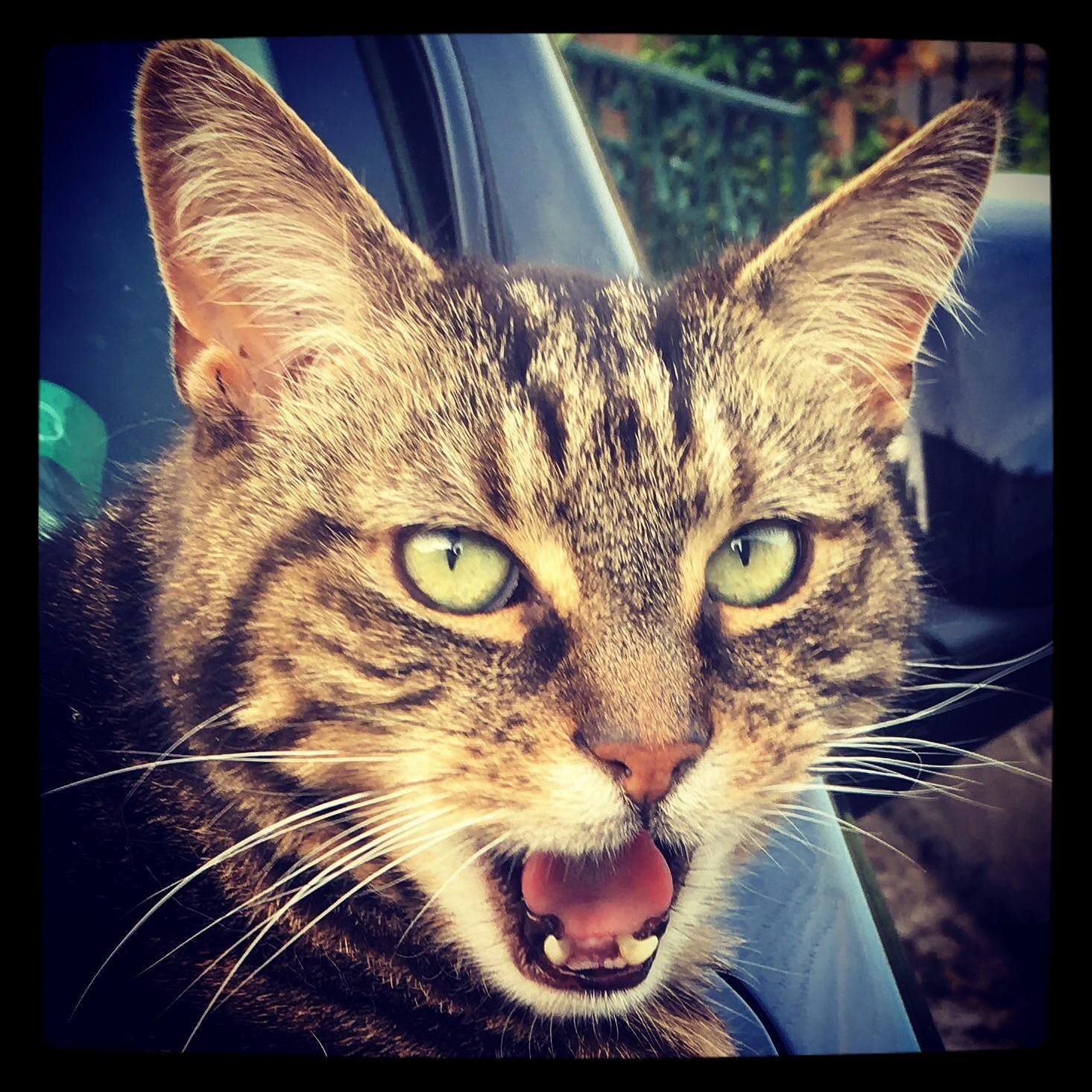 My Cat Sunbathing and Shouting