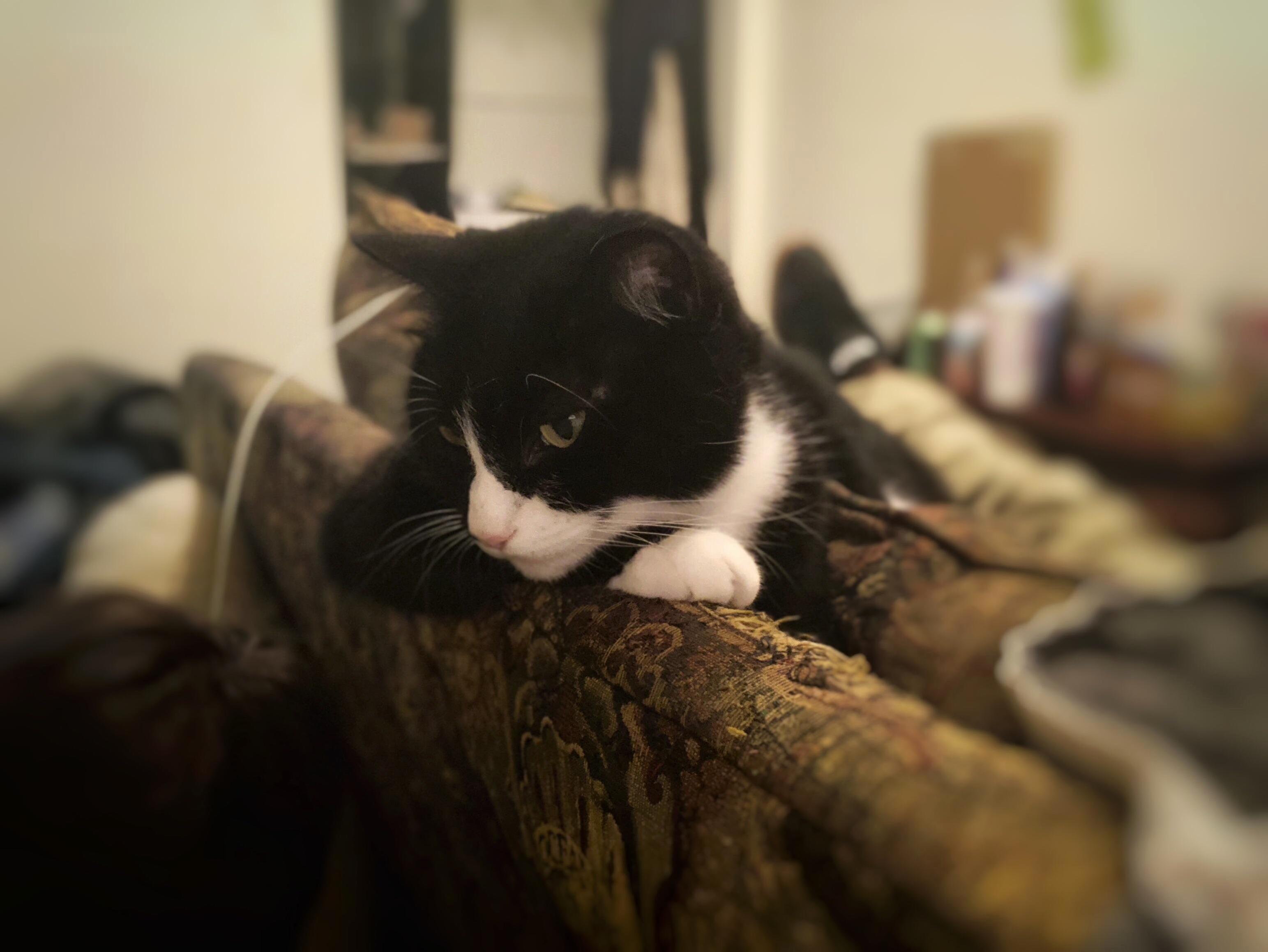 My Cat Watching My Son Play on the Ipad.. I Love This Picture a Lot.