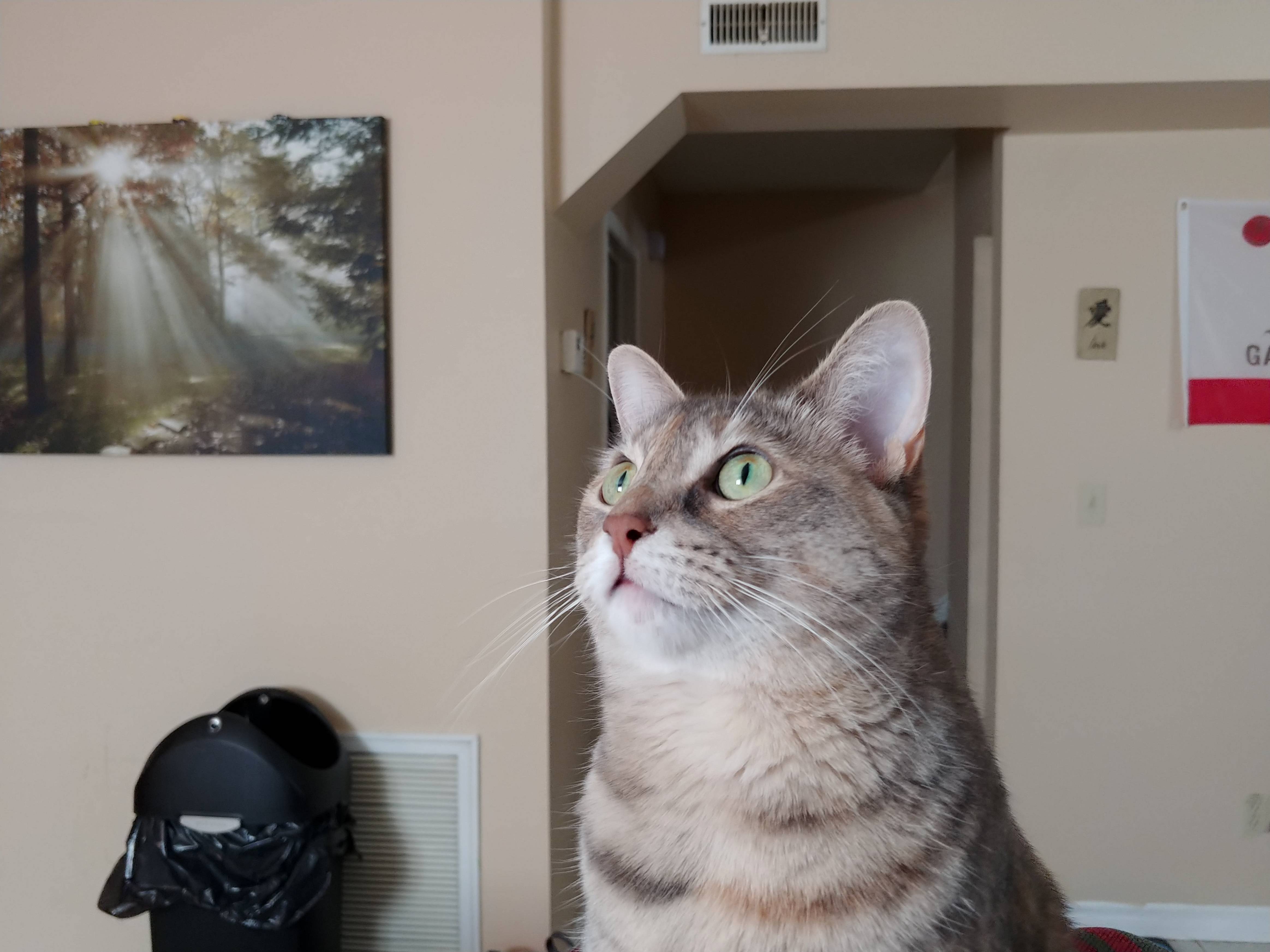 My Cats Stripe Changes Colour Halfway Through