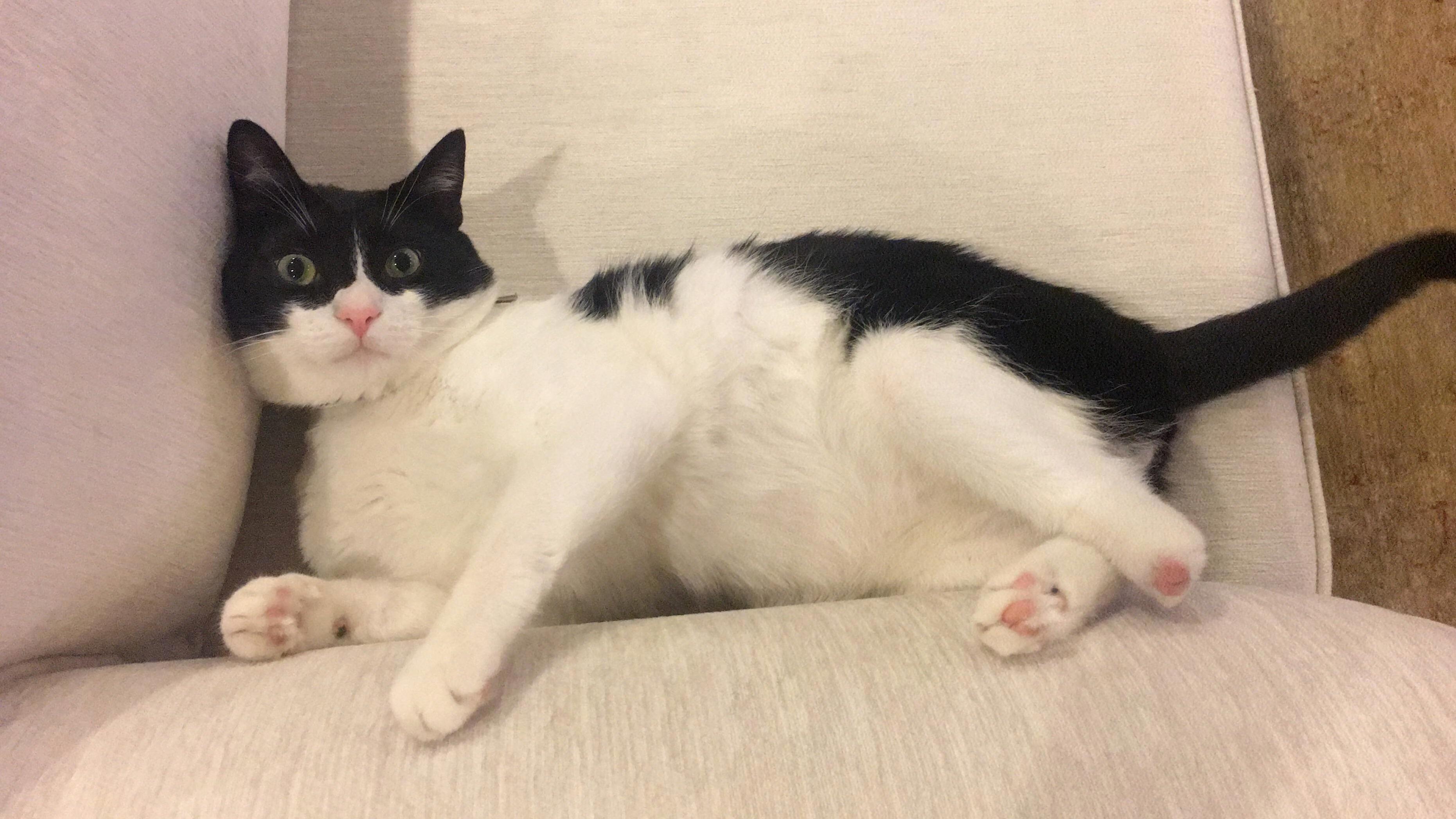 My Cats Shocked Face After He Saw a Bug.