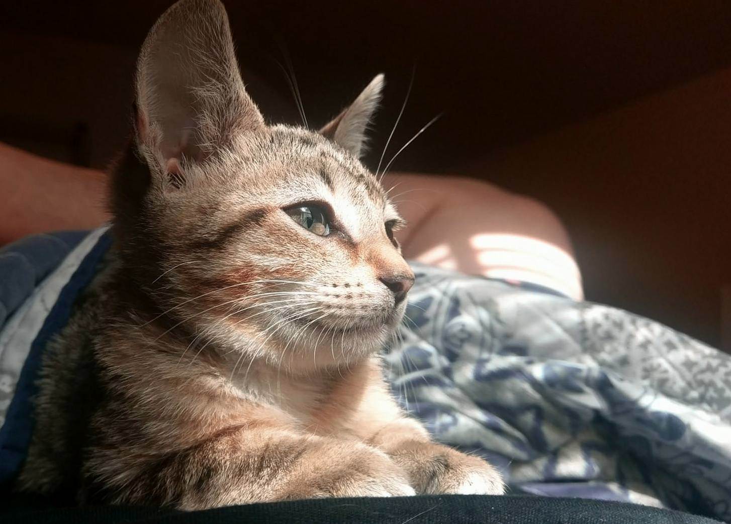 My Chest Is His Throne