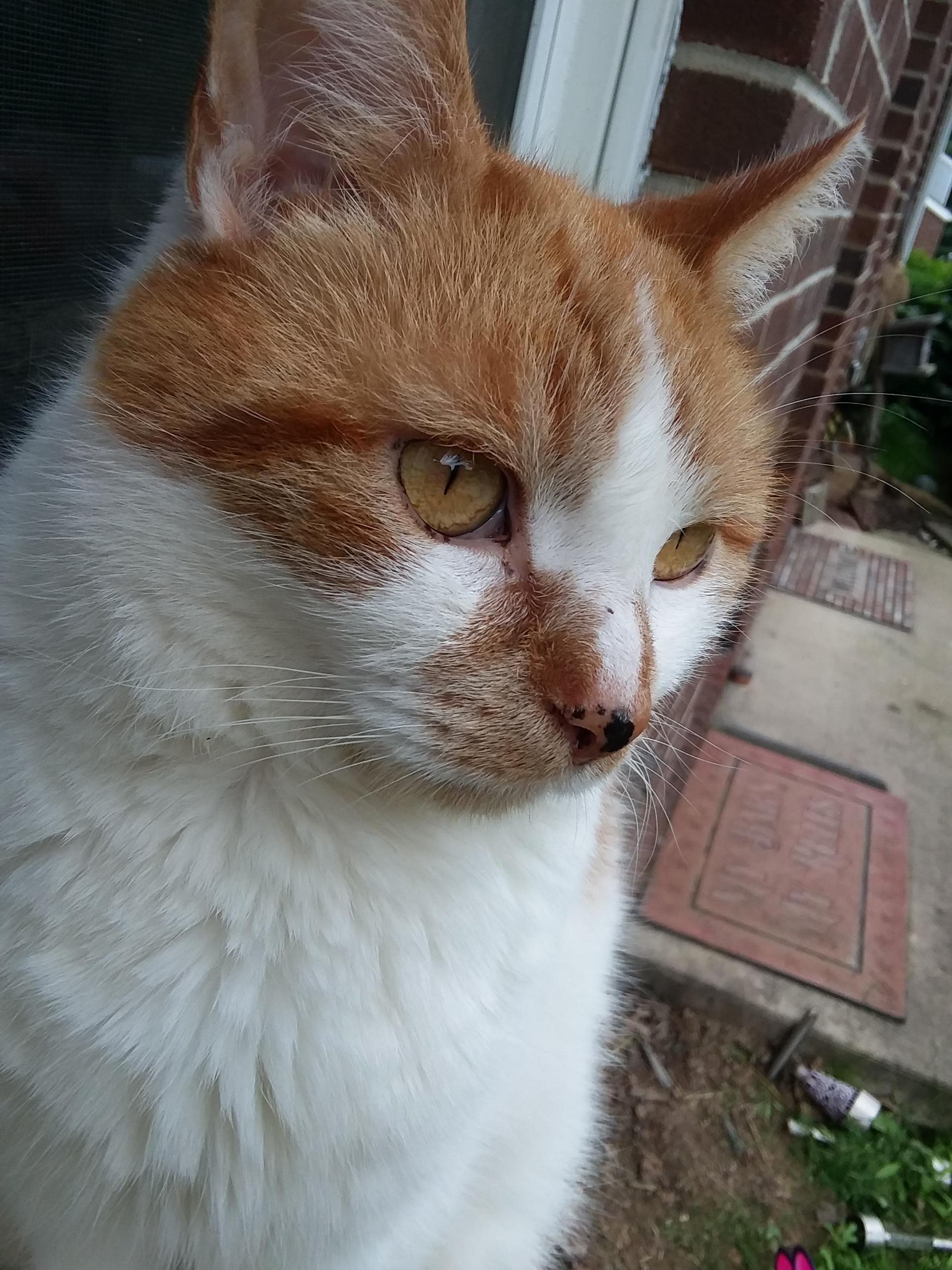 My Daughters First Word Was Kitty, My Daughters Second Word Was Our Cats Name, Daylight. You Could Say She Loves Him. He Isnt So Fond of Her, Though!