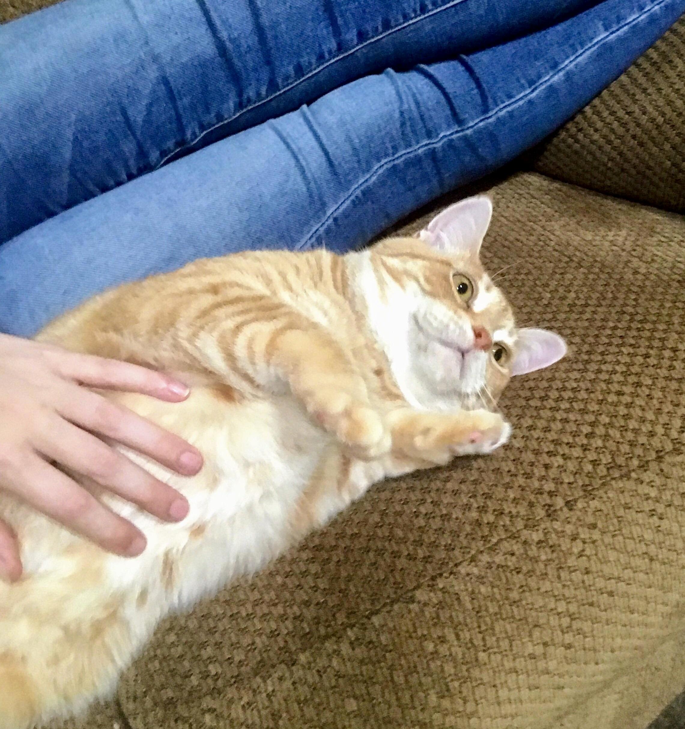 My Derpy Chicken Nugget