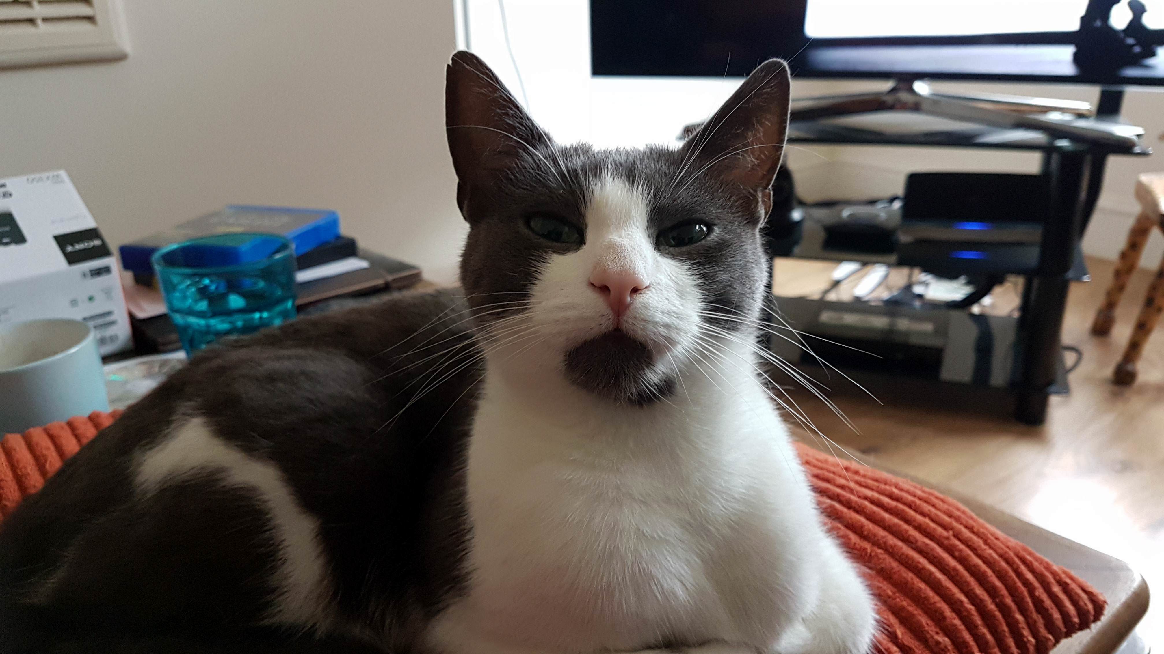 My Exceptionally Handsome Good Boy, Rupert