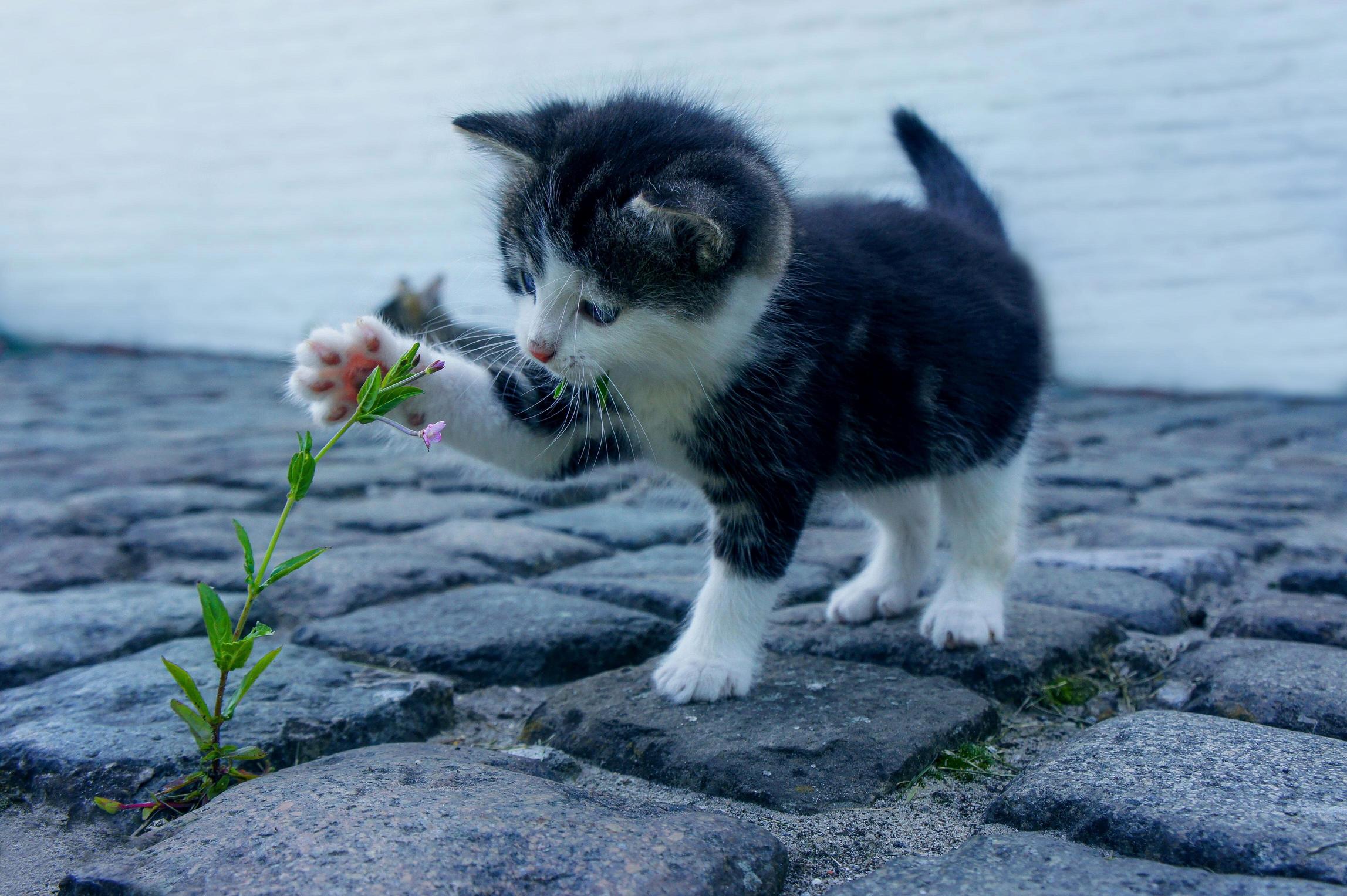 My Favorite Cat Photo That I Took a Few Years Ago.