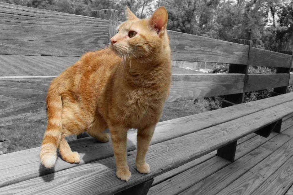 My Favorite Photo of My Fat Cat, Lexicon