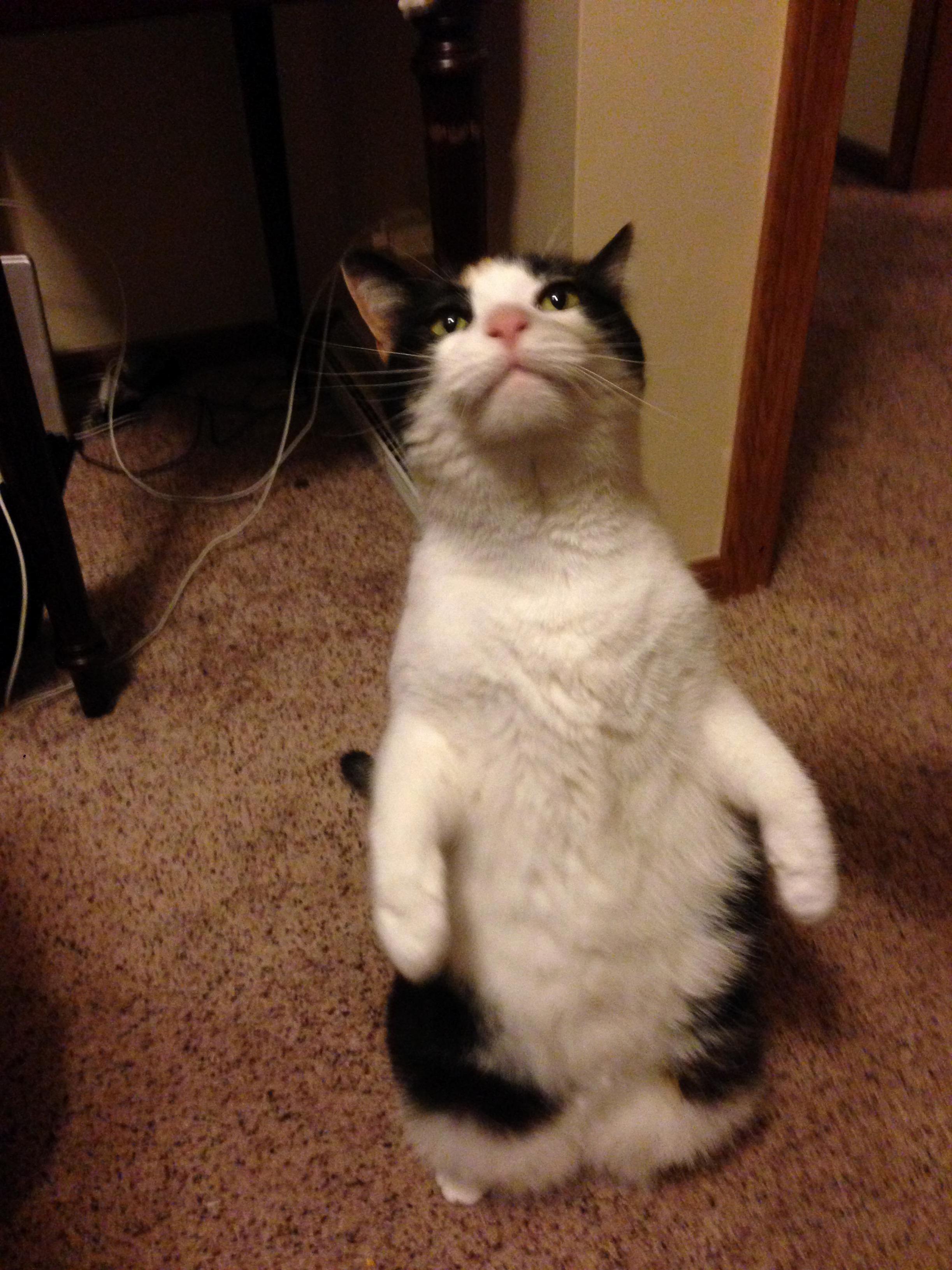 My Floofy Goof Begging for Some Reddi Wip .