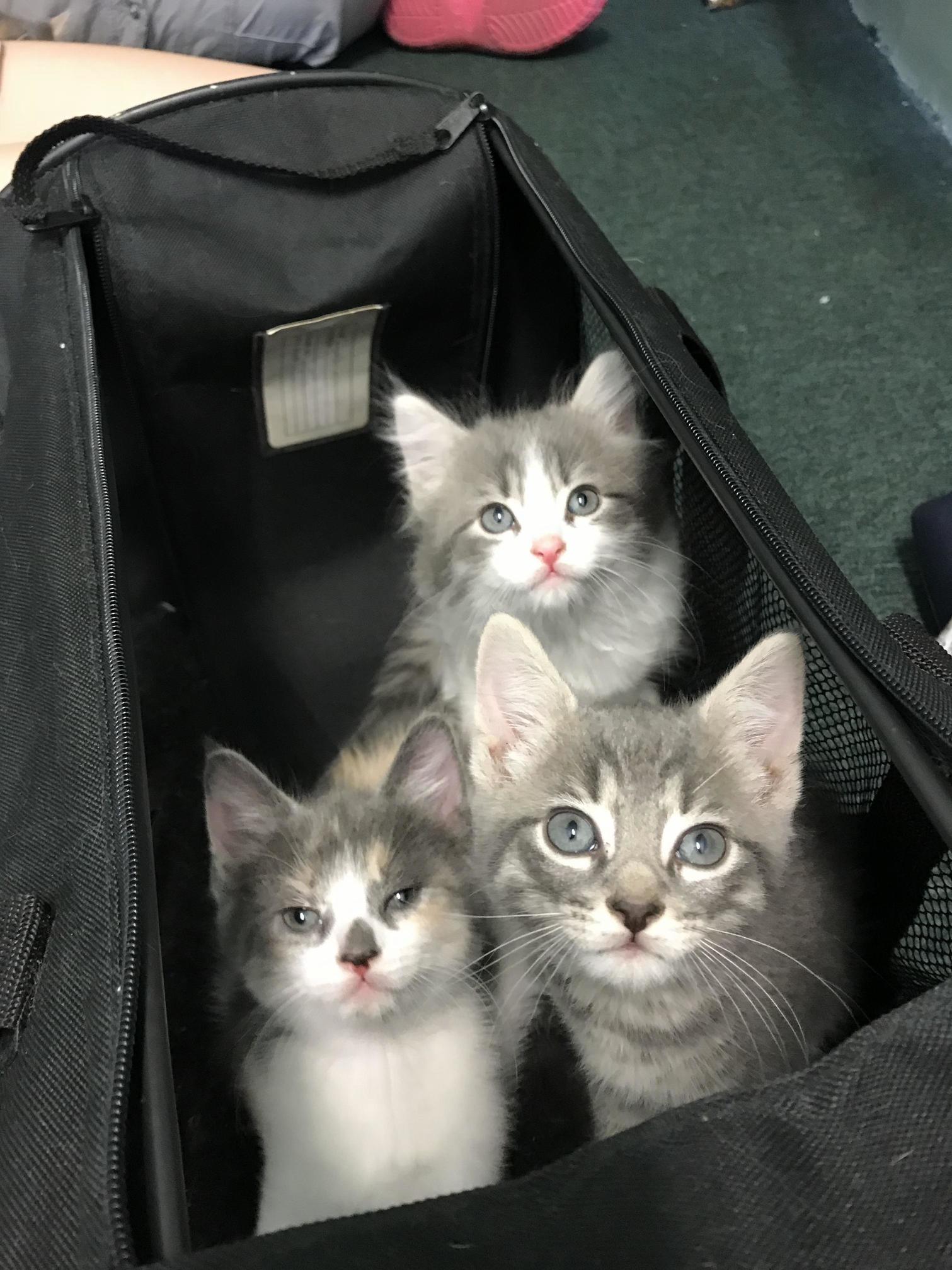 My Friend Is Fostering Some Precious Kittens