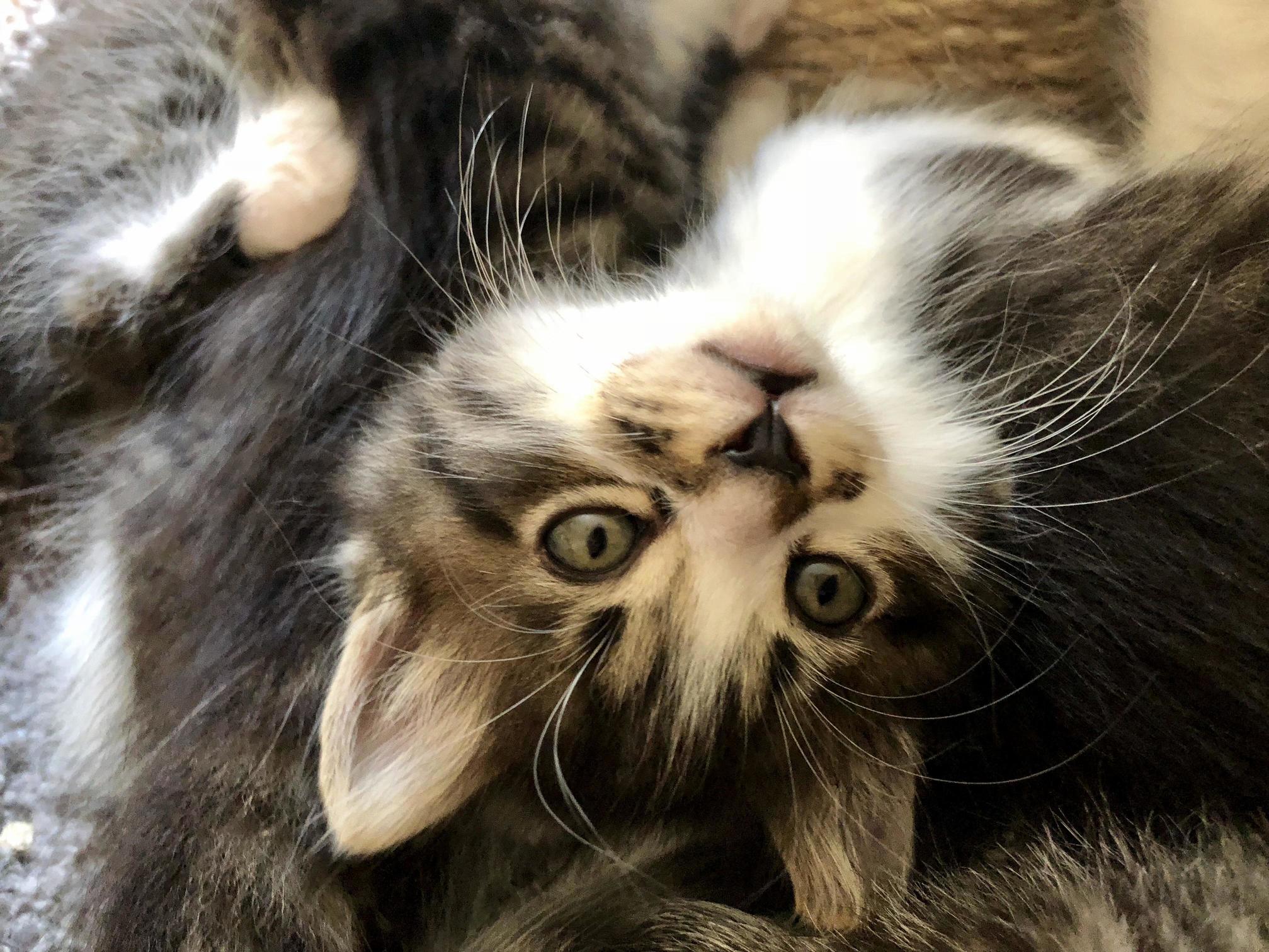 My Friend Took in a Pregnant Stray and She Had 5 Beautiful Kittens!