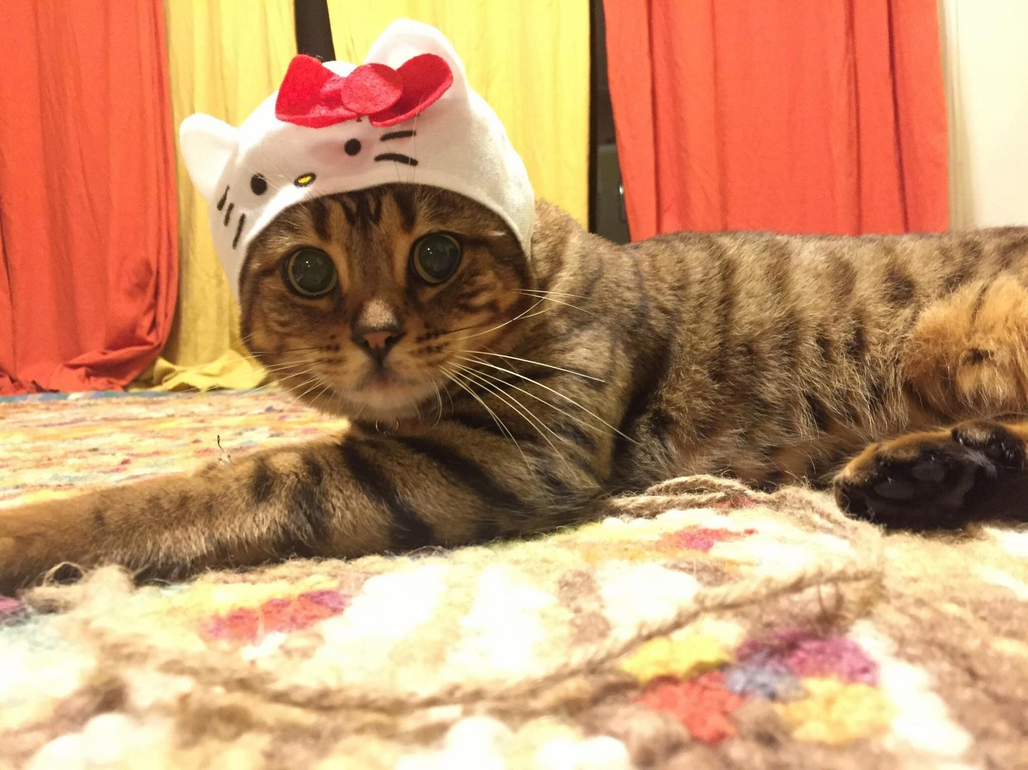 My Friend Traveled to Japan and Brought Me Back a Few Cat Hats.. They Did Not Disappoint. Meet Lil Mama.