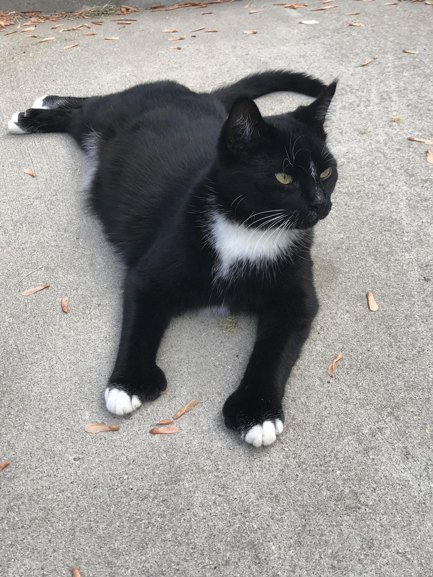 My Friends Cat Has 28 Toes.