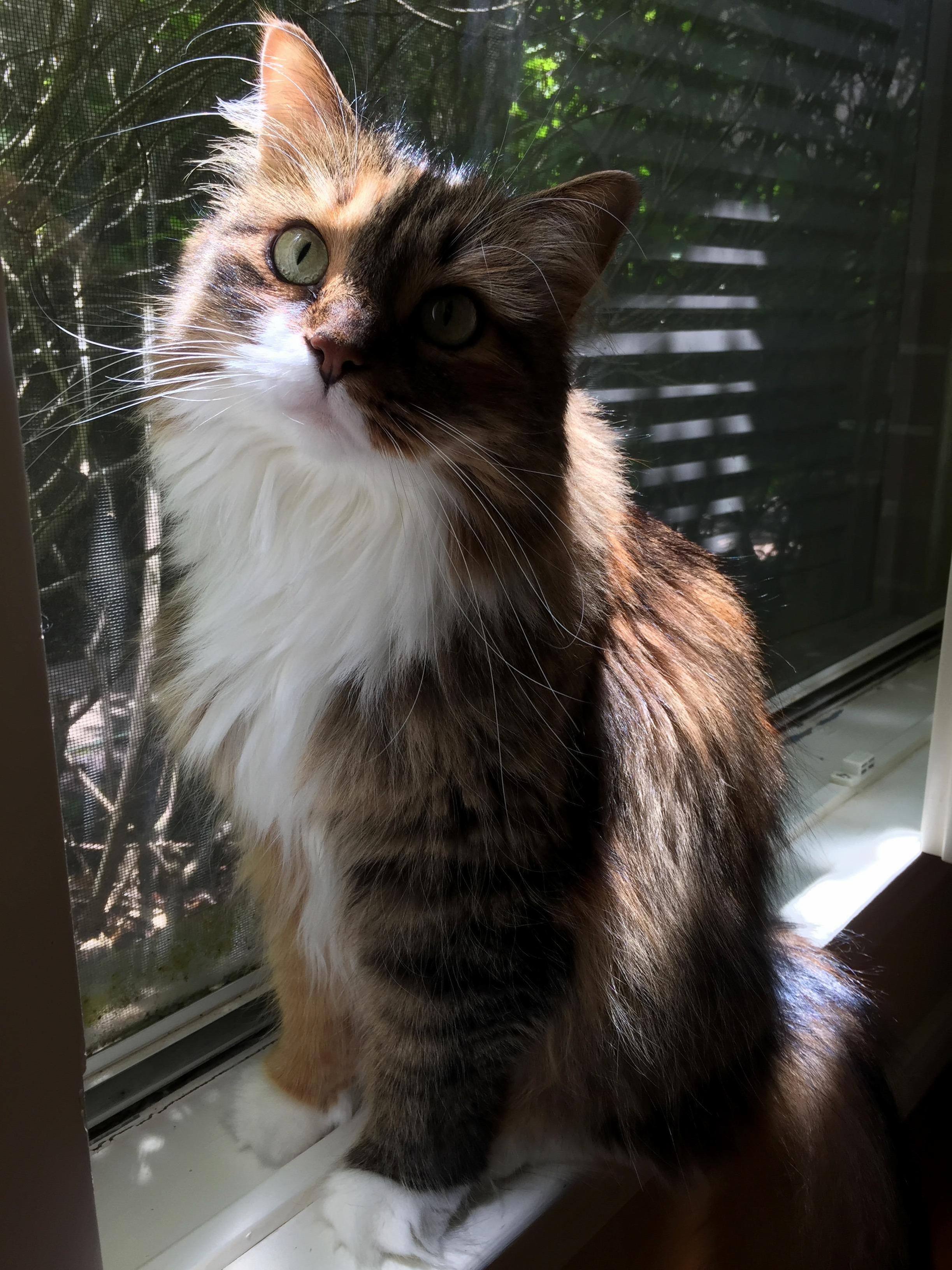 My Girl Stella Catching Some Rays in the Window