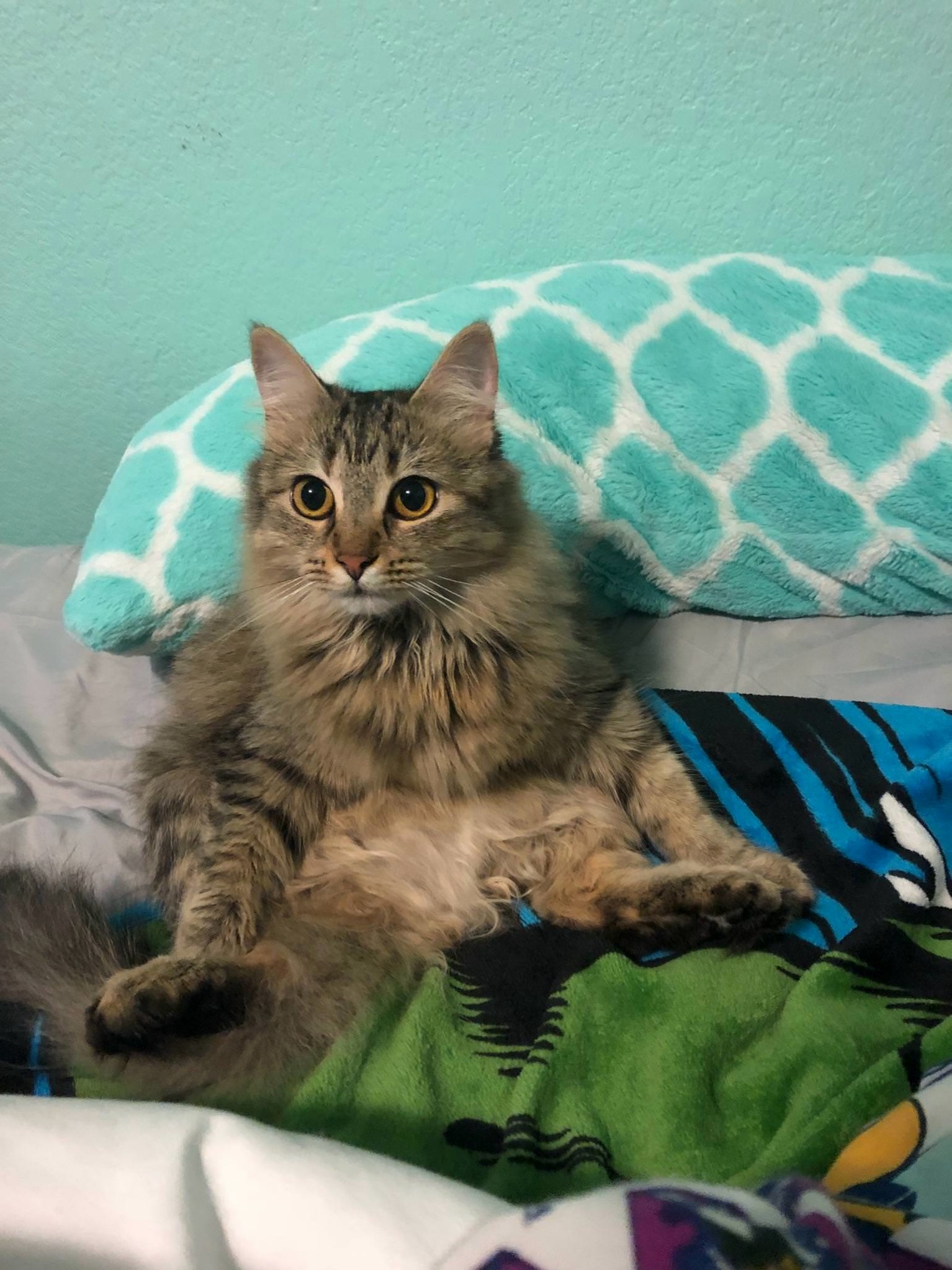 My Girlfriends Cat Sits Weird