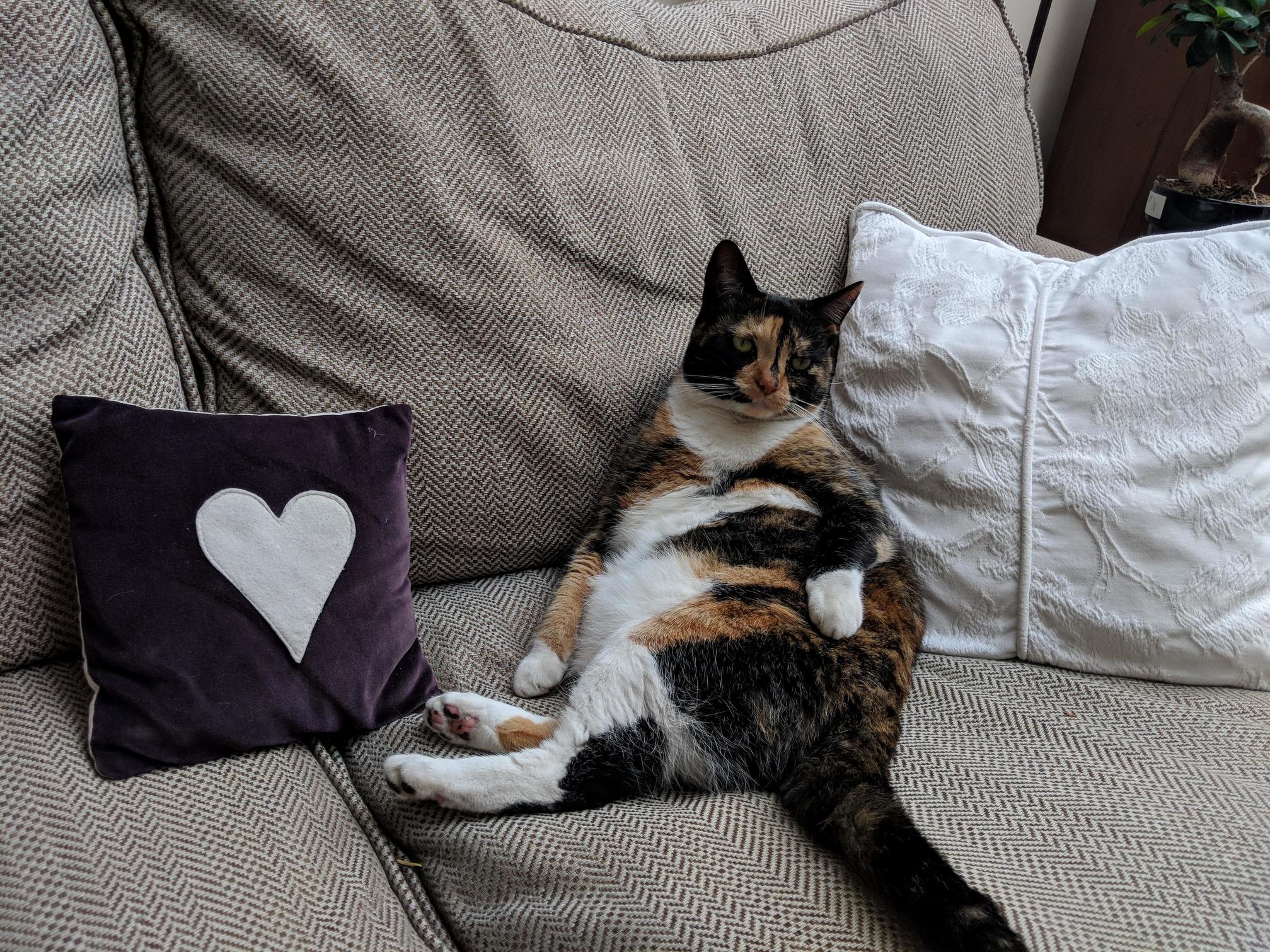 My Girlfriends Cat, the Ever-graceful Jigsaw