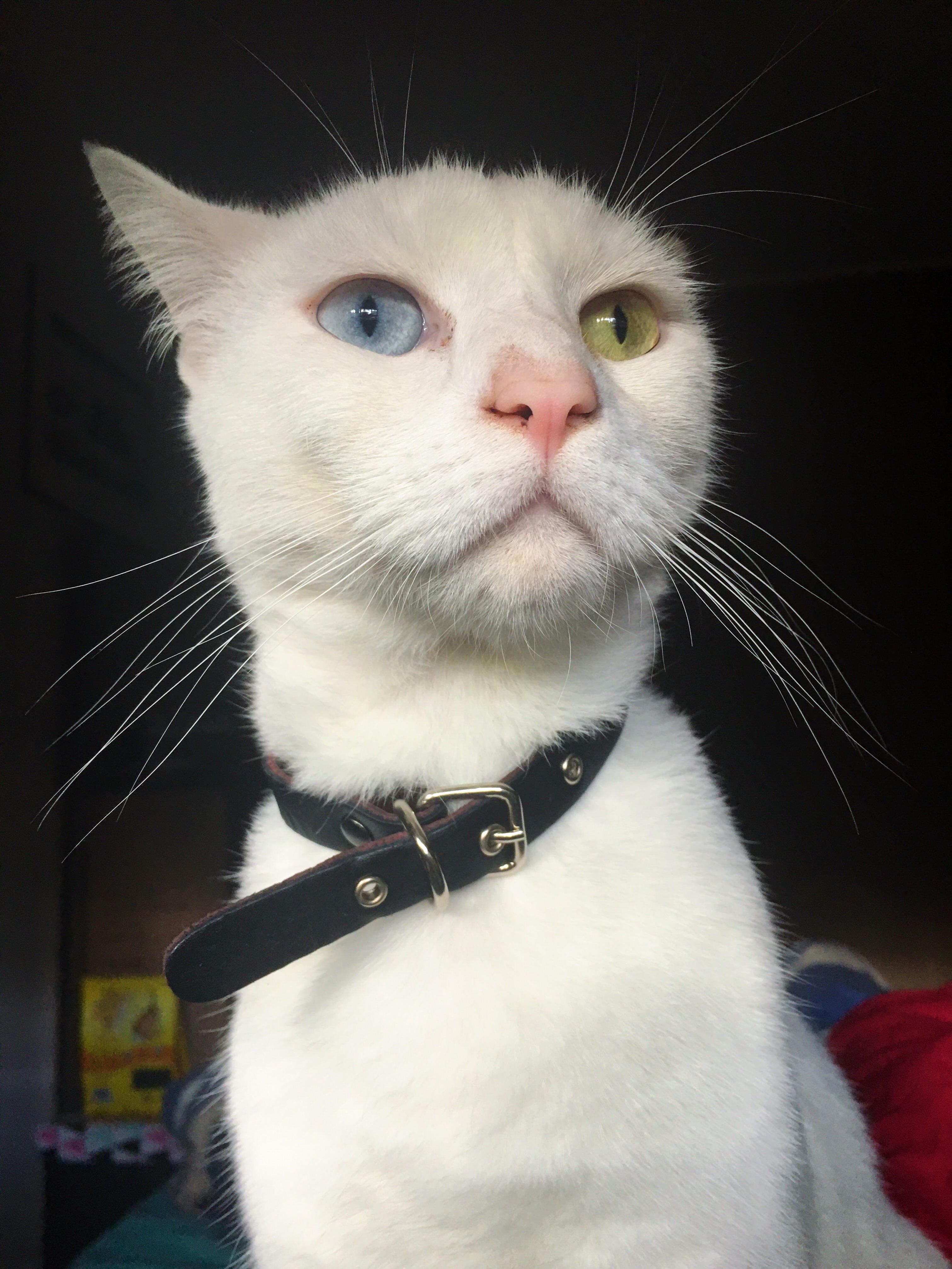 My Goofball Misha  He Is So Much Prettier Than Me