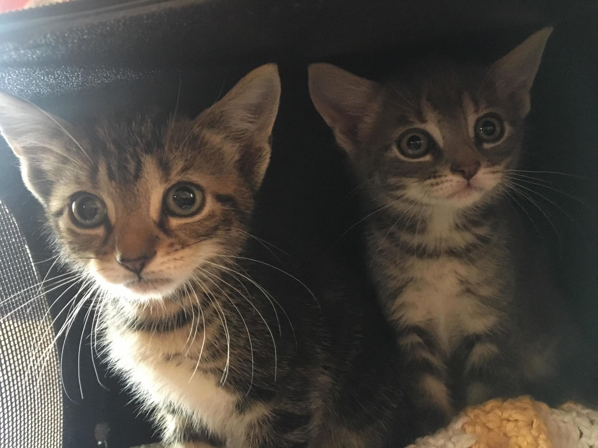 My Heart Was Broken After My 11 Yo Maine Coon Died. My Boyfriend Decided I Needed Two New Babies to Dry My Tears! Meet Pauly and Coney!