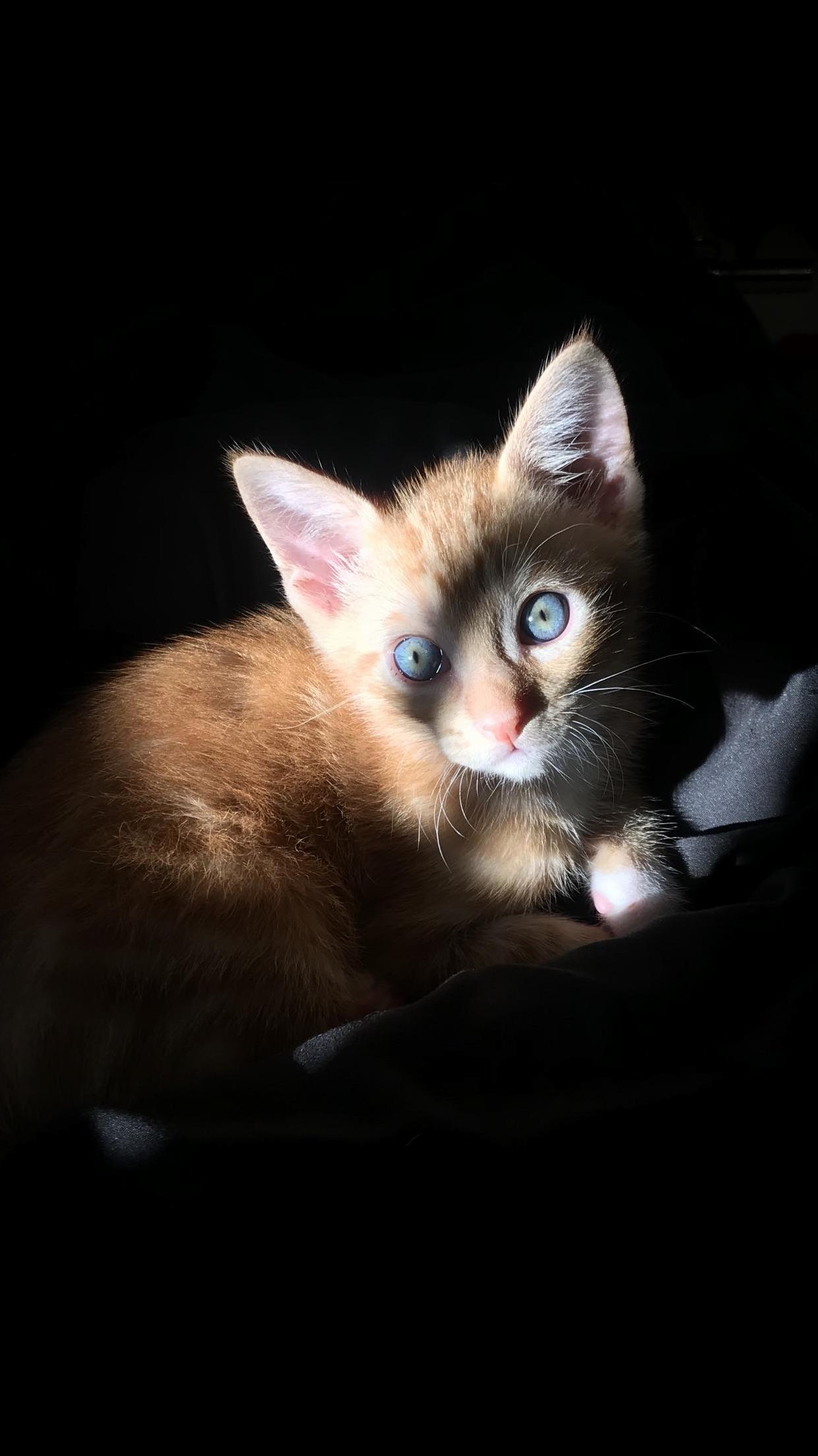 My Highly Photogenic Kitten
