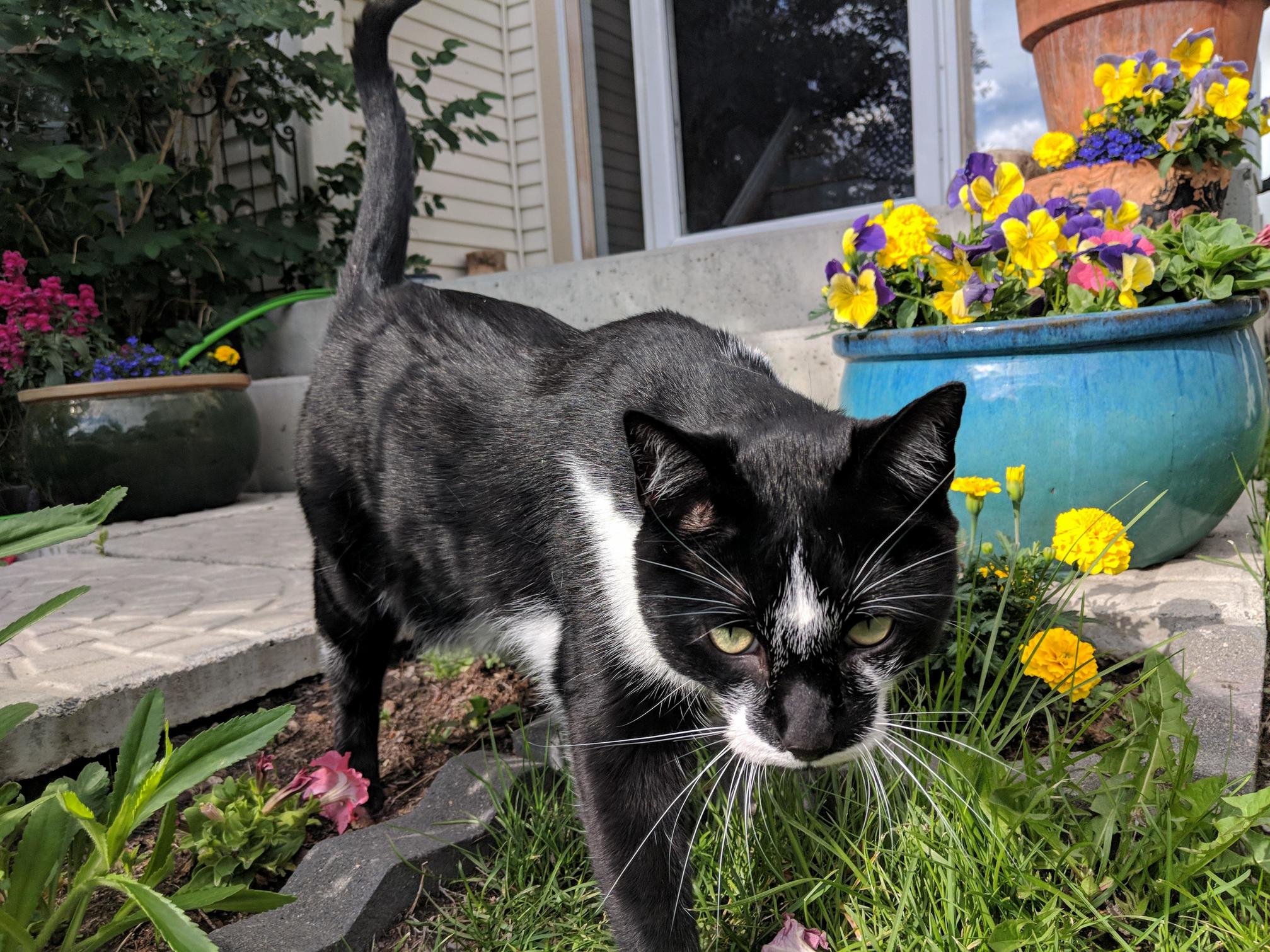 My House Panther!