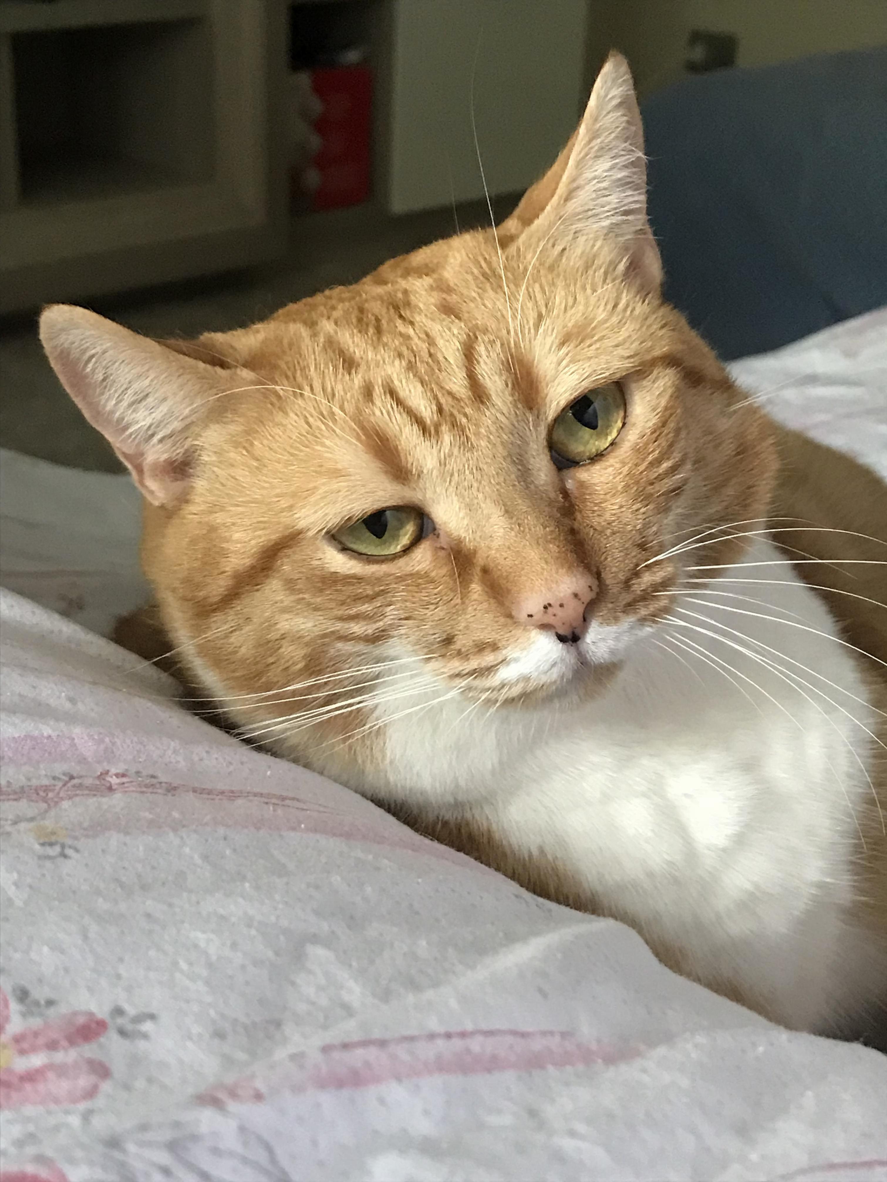 My Husbands Cat Is Rarely Ever Amused.