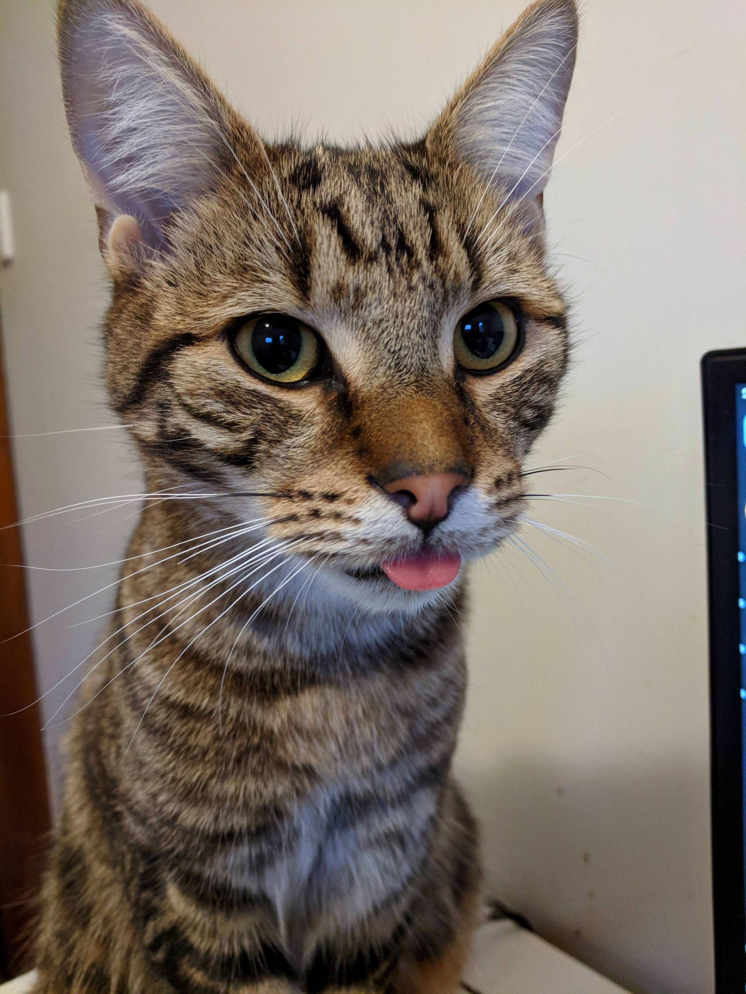 My Little Boy Lucas with a Massive Blep