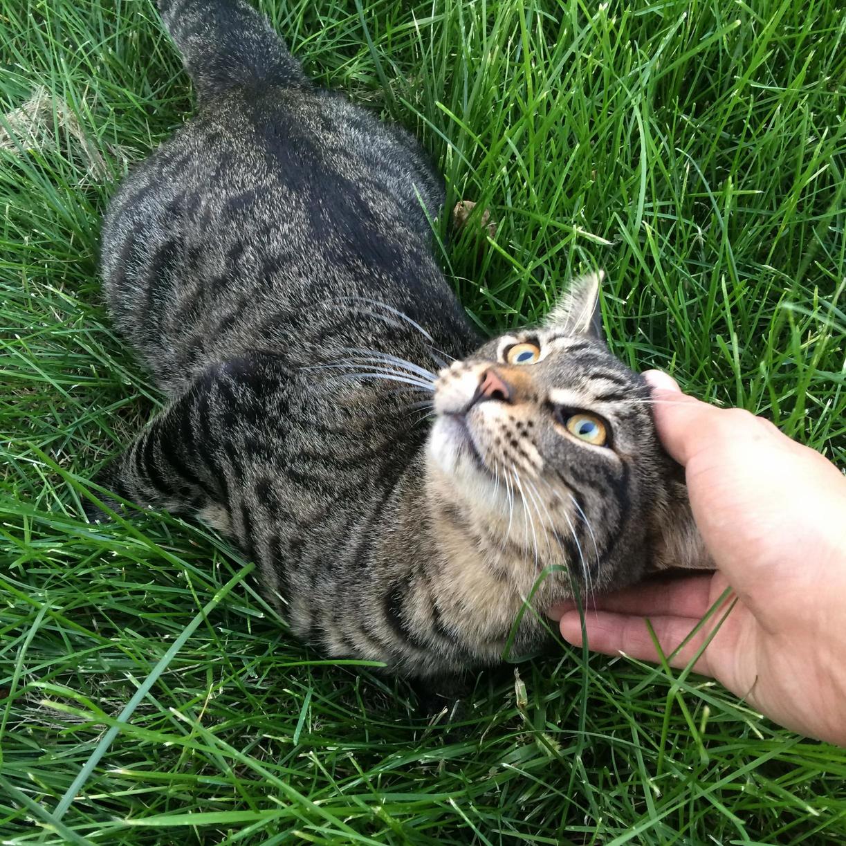My Little Neighbour Greeting Me on My Way to Work.