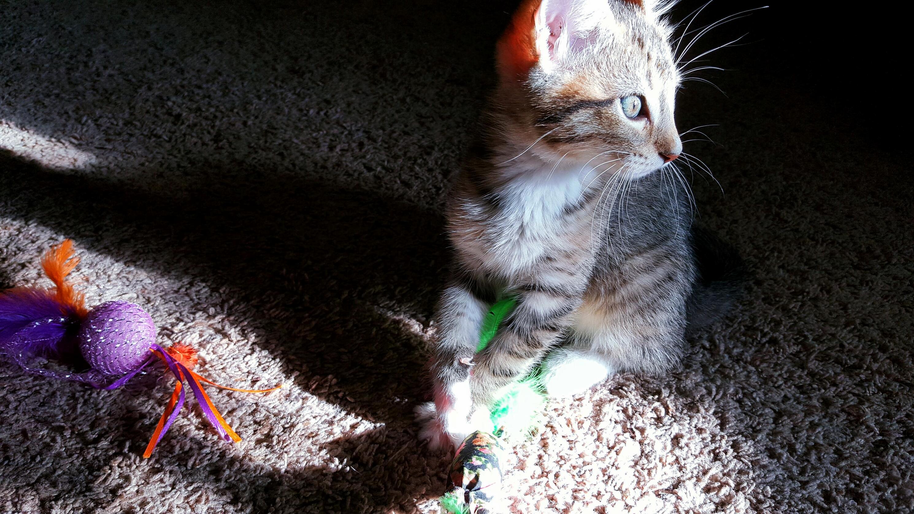 My Little Sunbeam, Beasley.
