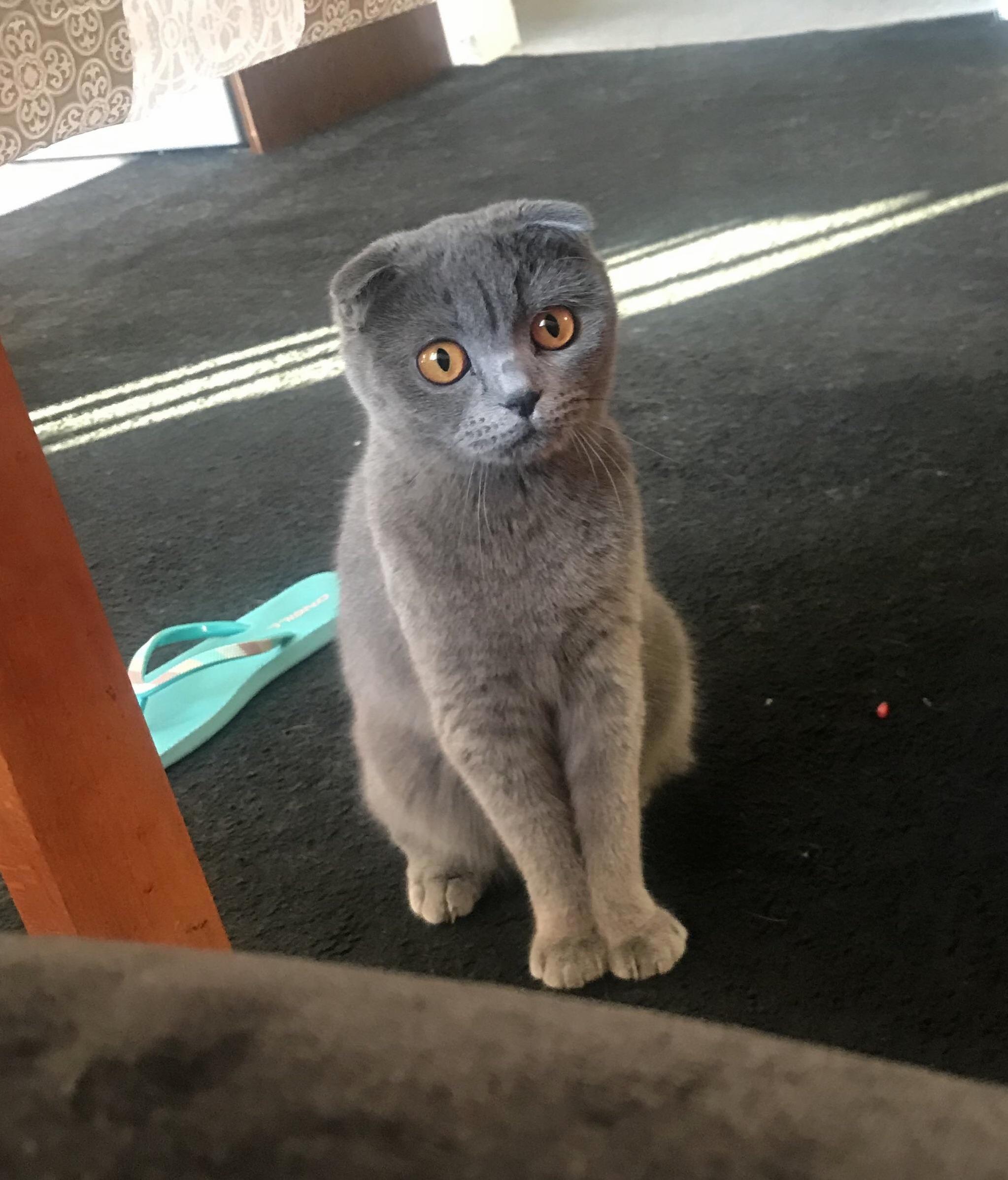 My Lovely Scottish Fold Luna