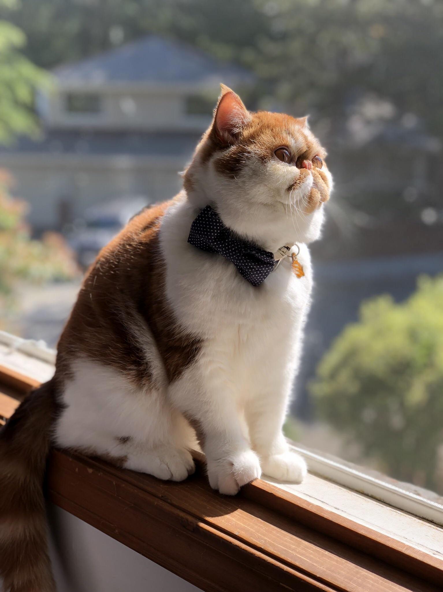 My Name Is Libel, and My Bow Tie Is Rather Dashing Dont You Think