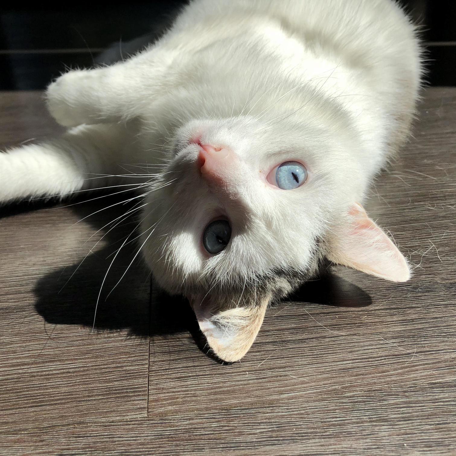 My Neighbors Cat Has Super Noice Eyes!