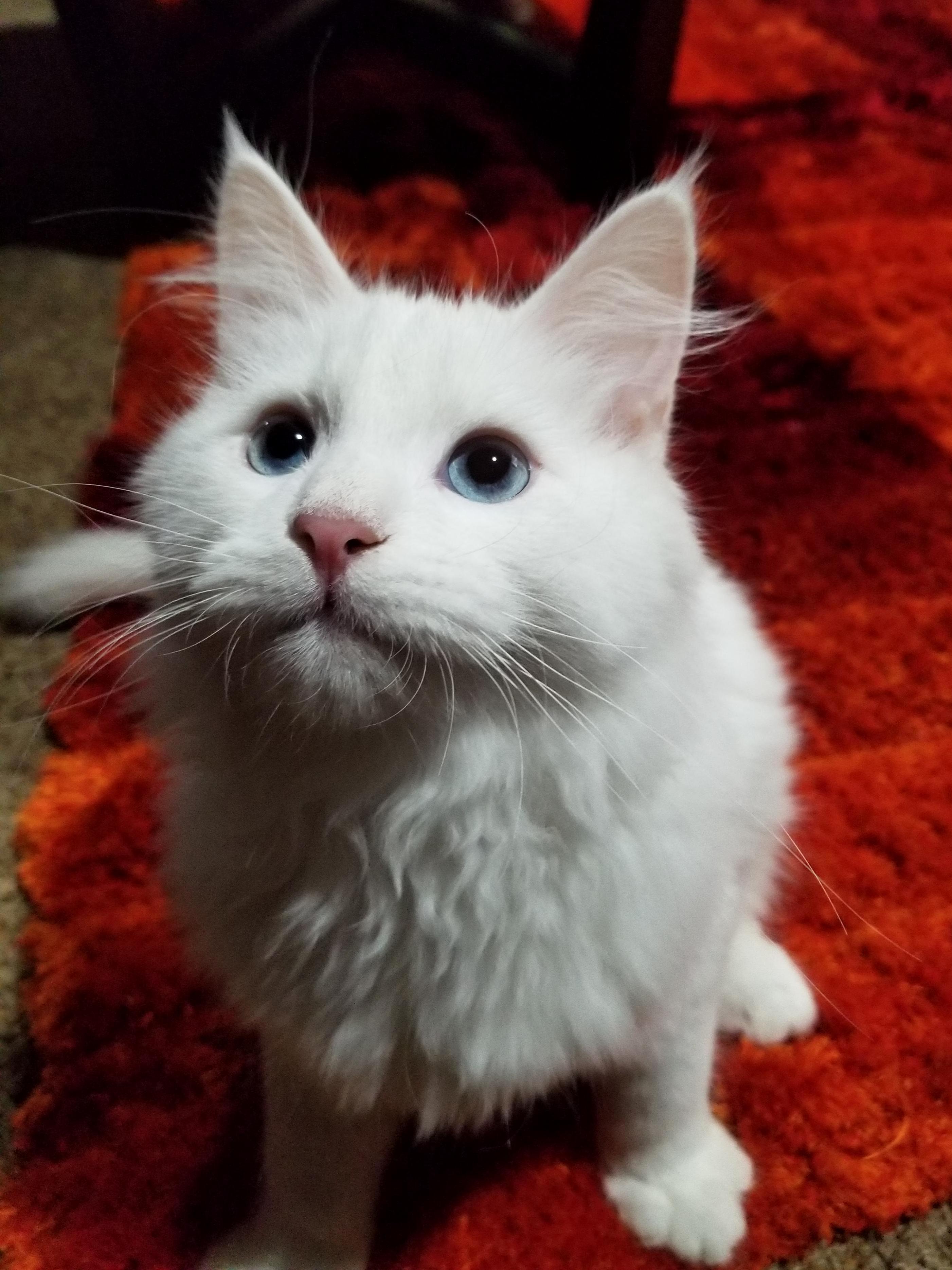 My New Anxiety Medicine Skooma!