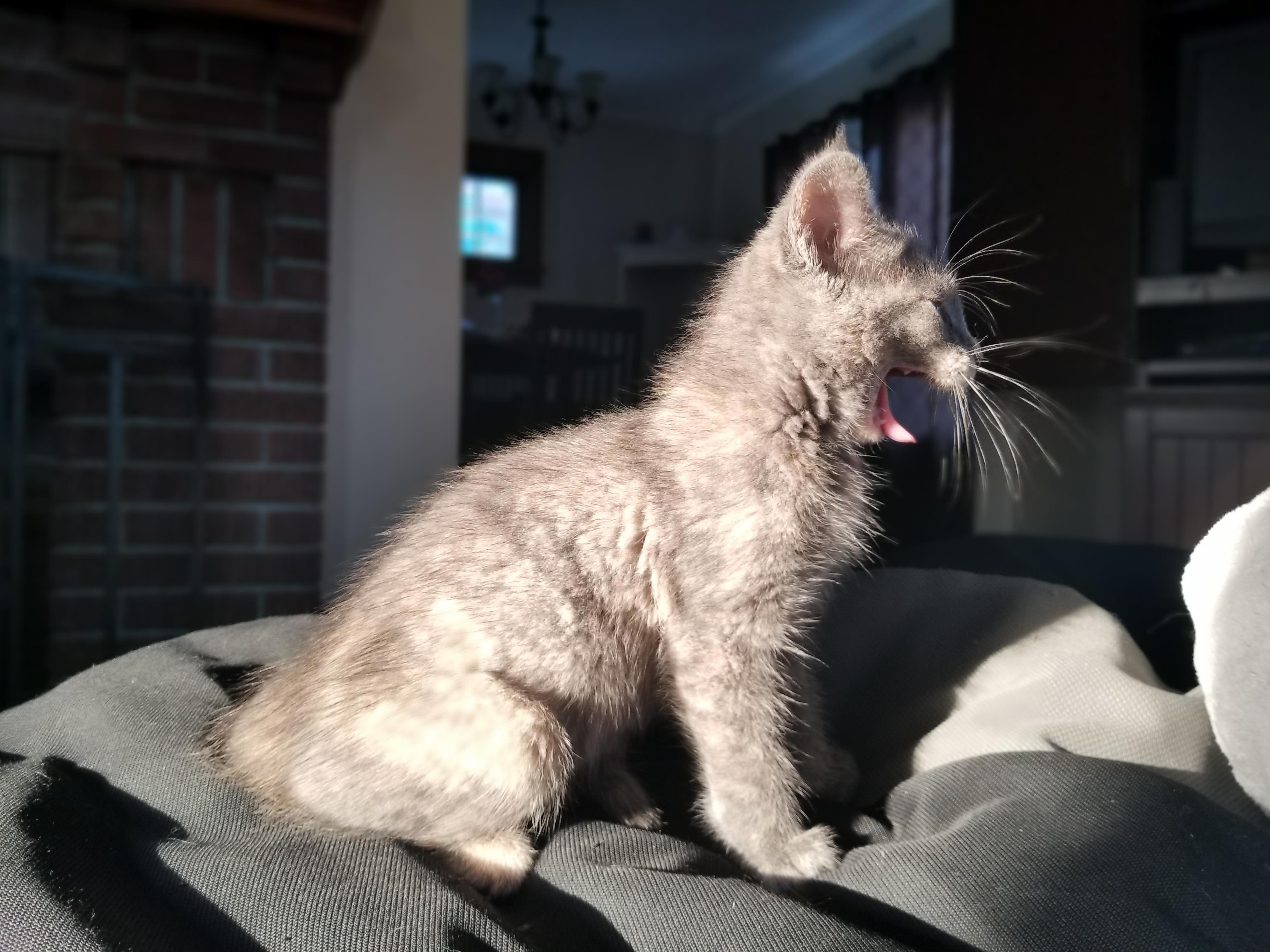 My New Babe, Bowie!