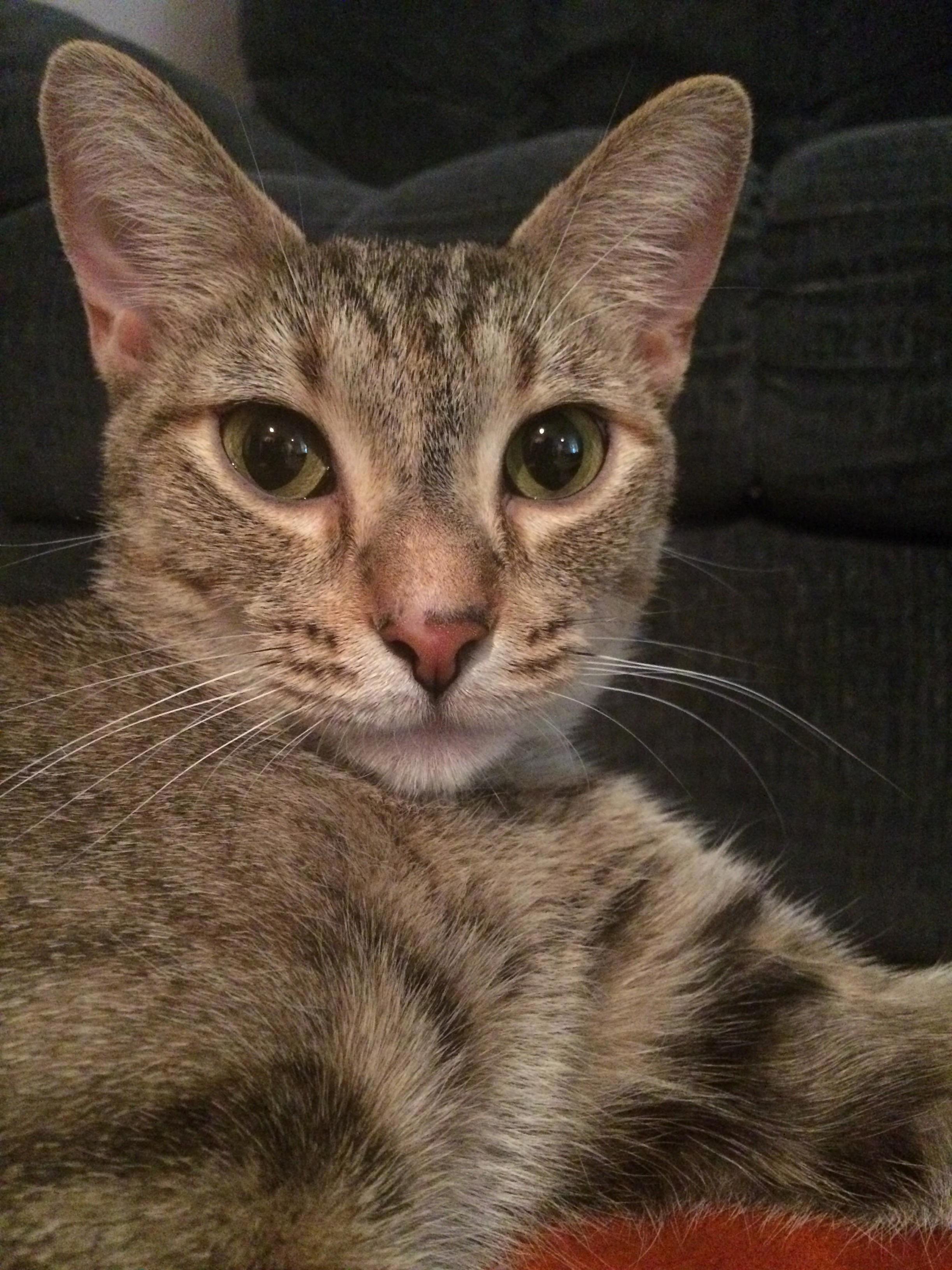 My Parents Adopted Her Last Week. I Came Over for a Visit Today and She Is Extremely Happy and Full of Energy.