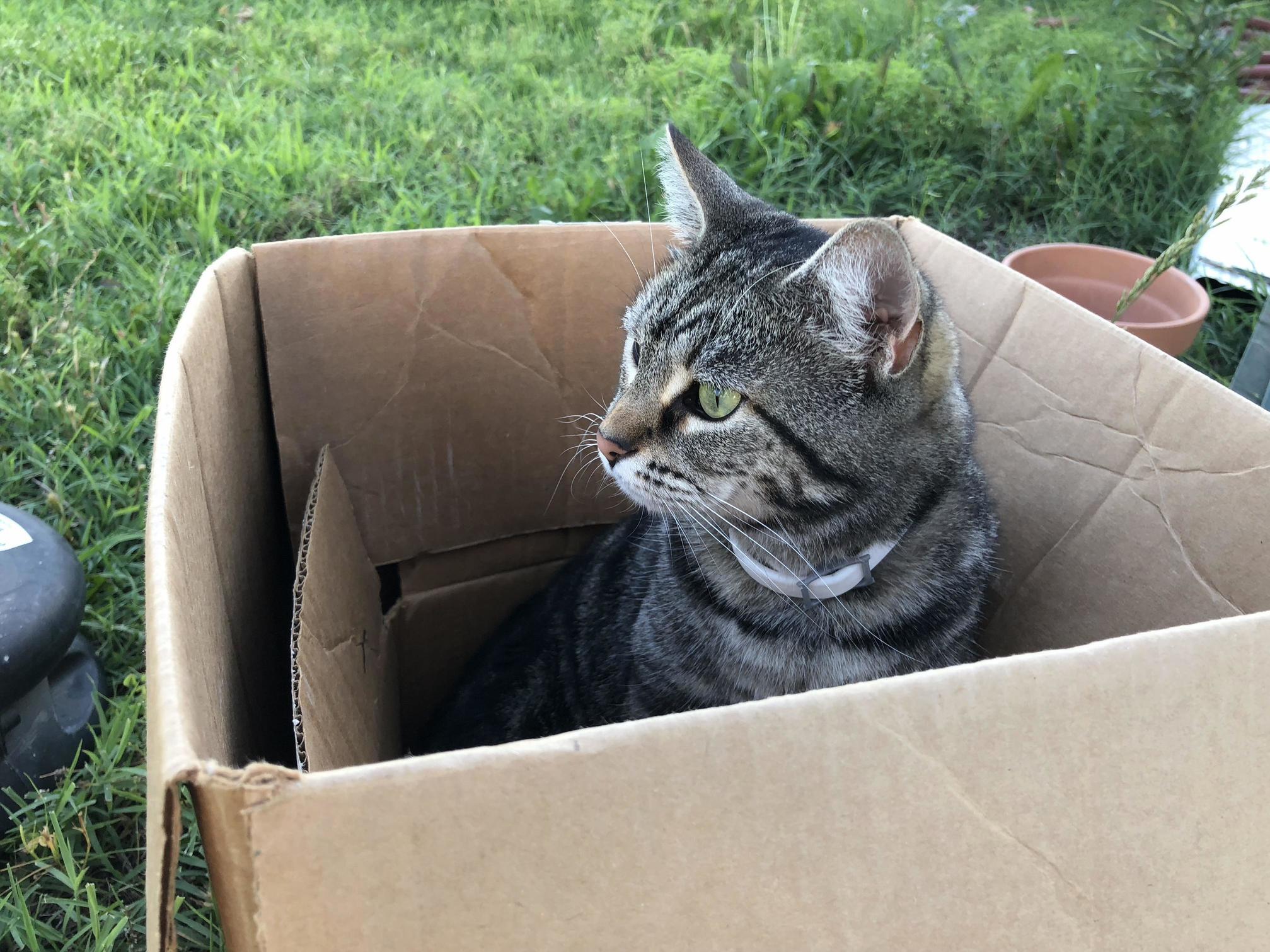 My Parents Majestic Cat Surveying Her Kingdom