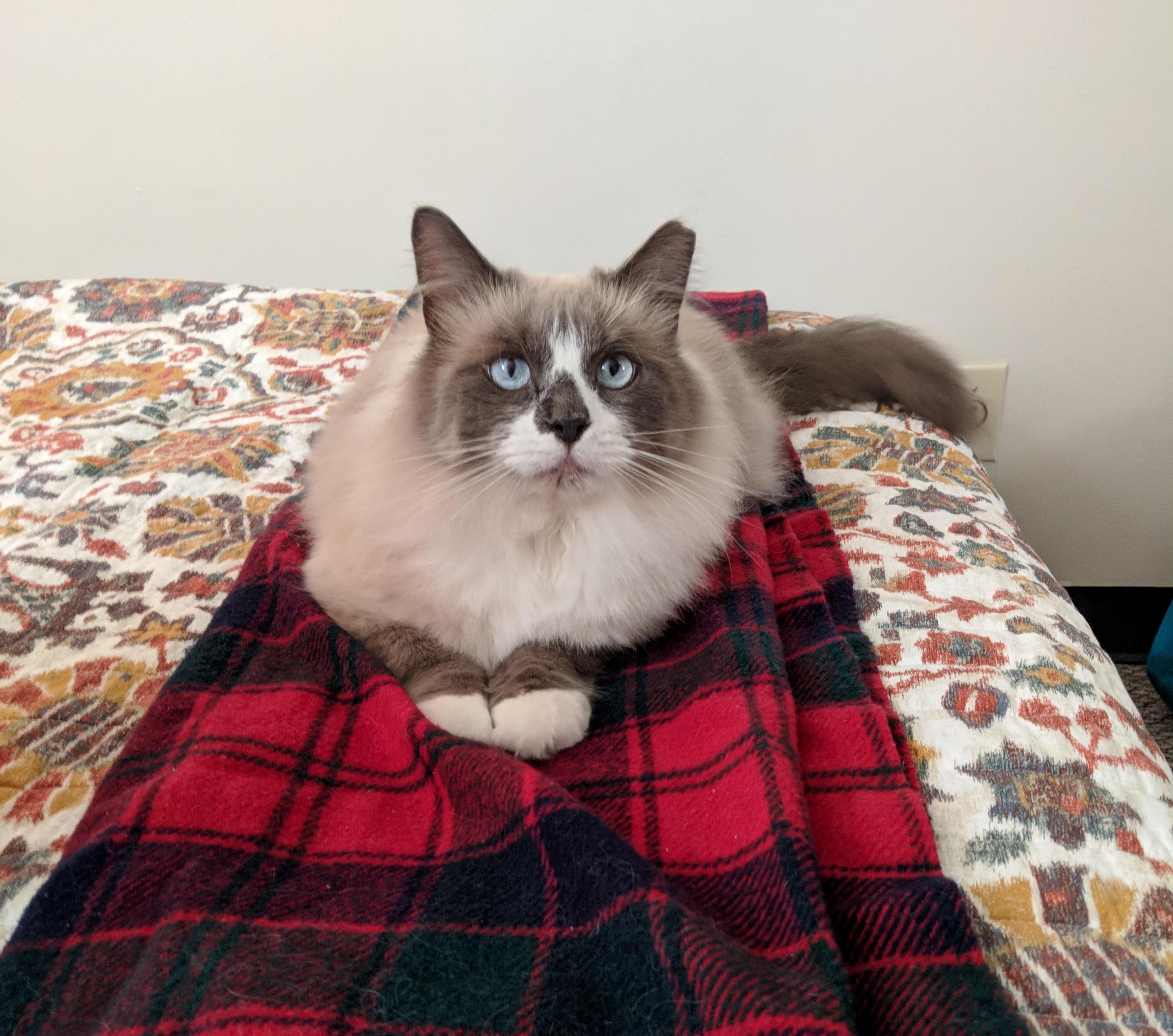 My Prince on His Favorite Blanket