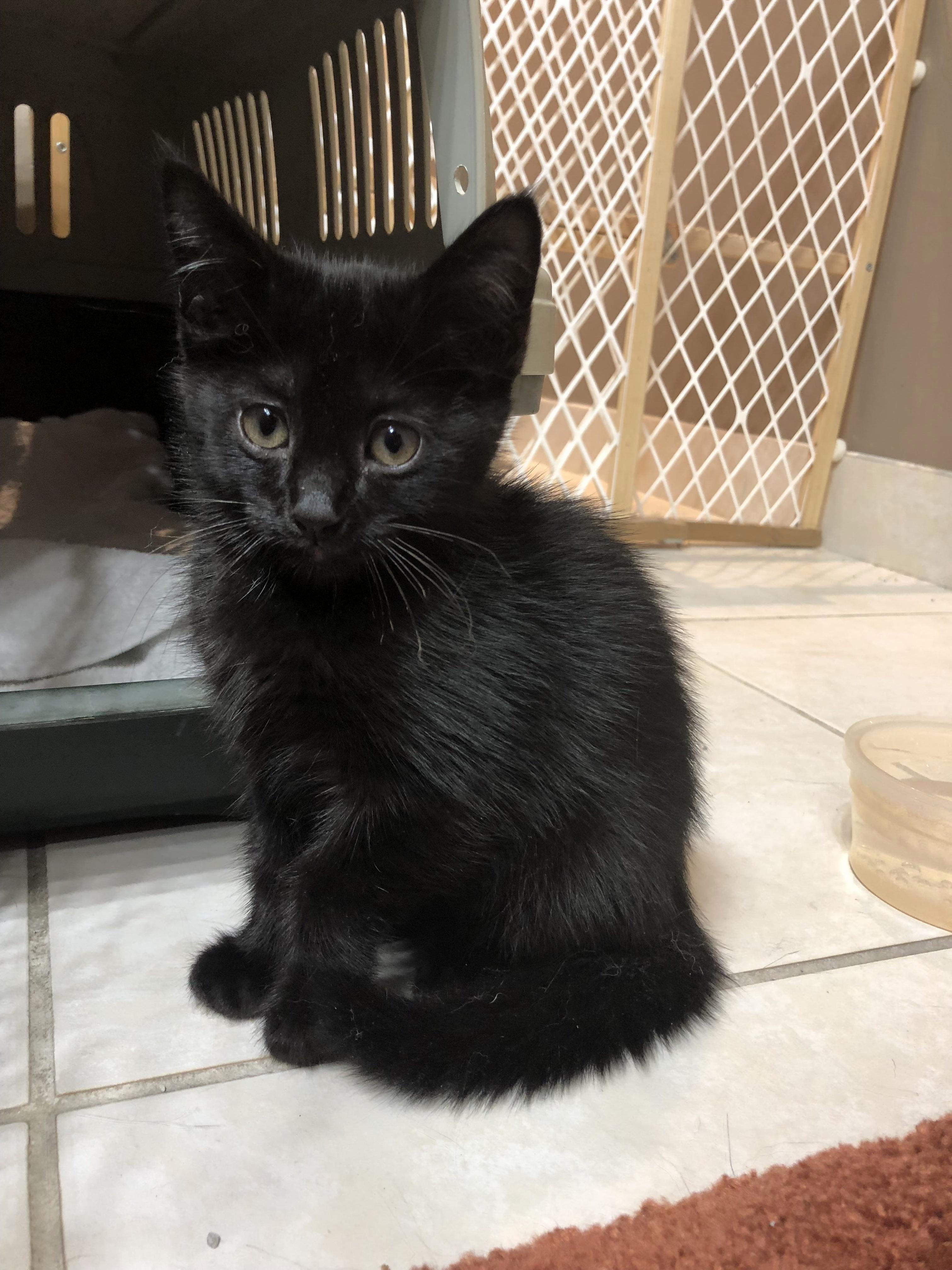 My Sister Found a Kitten! Name Suggestions We Dont Know the Gender Yet.