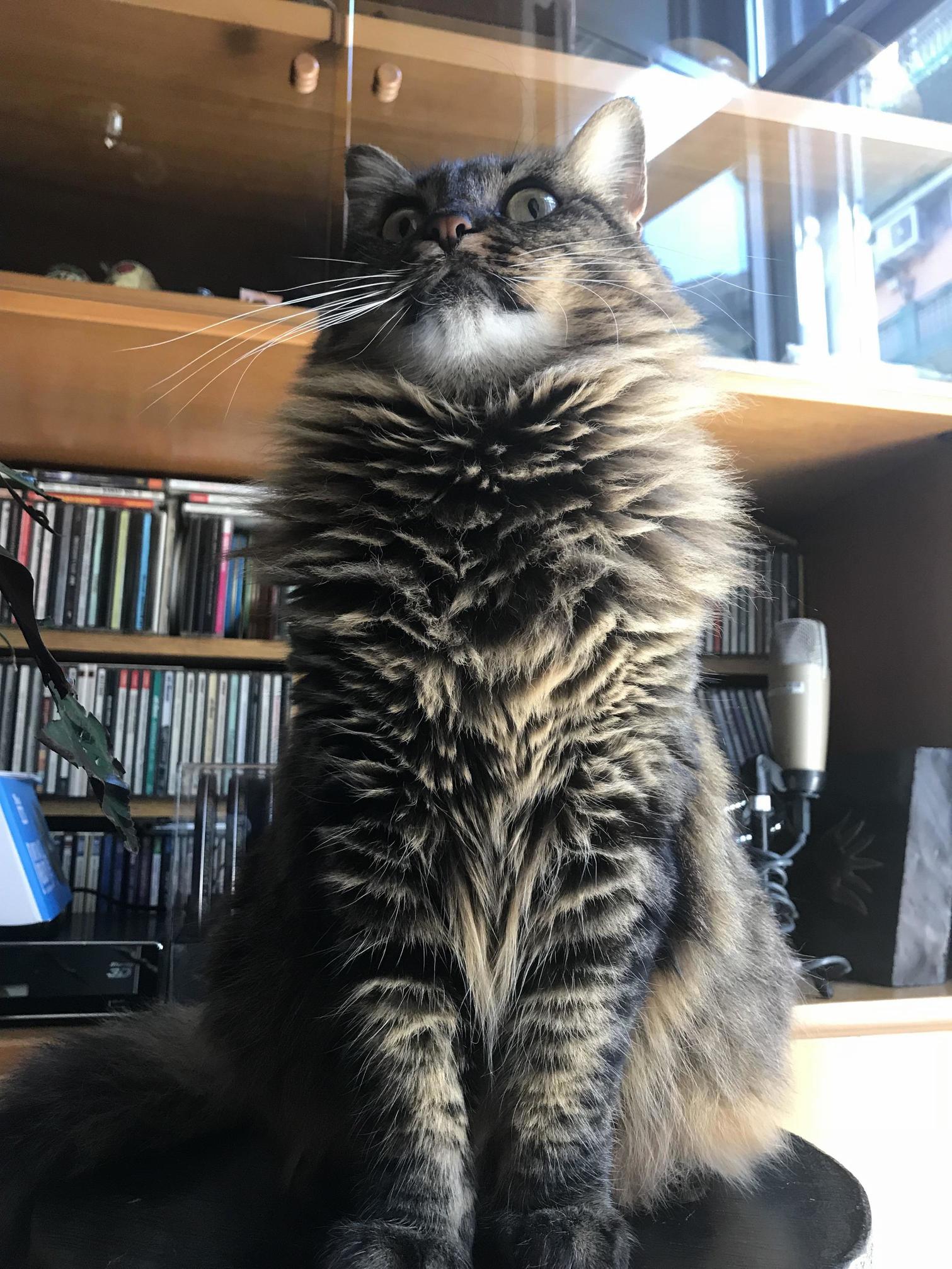 My Sisters Half Norwegian Cat Is Just Majestic.