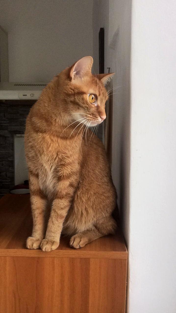My Soft Boi Remus