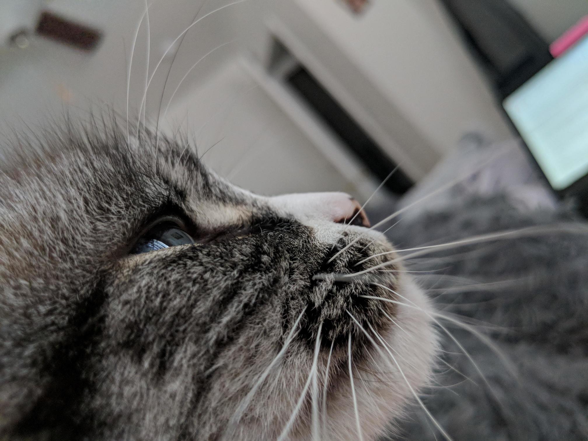 My Stately Old Man