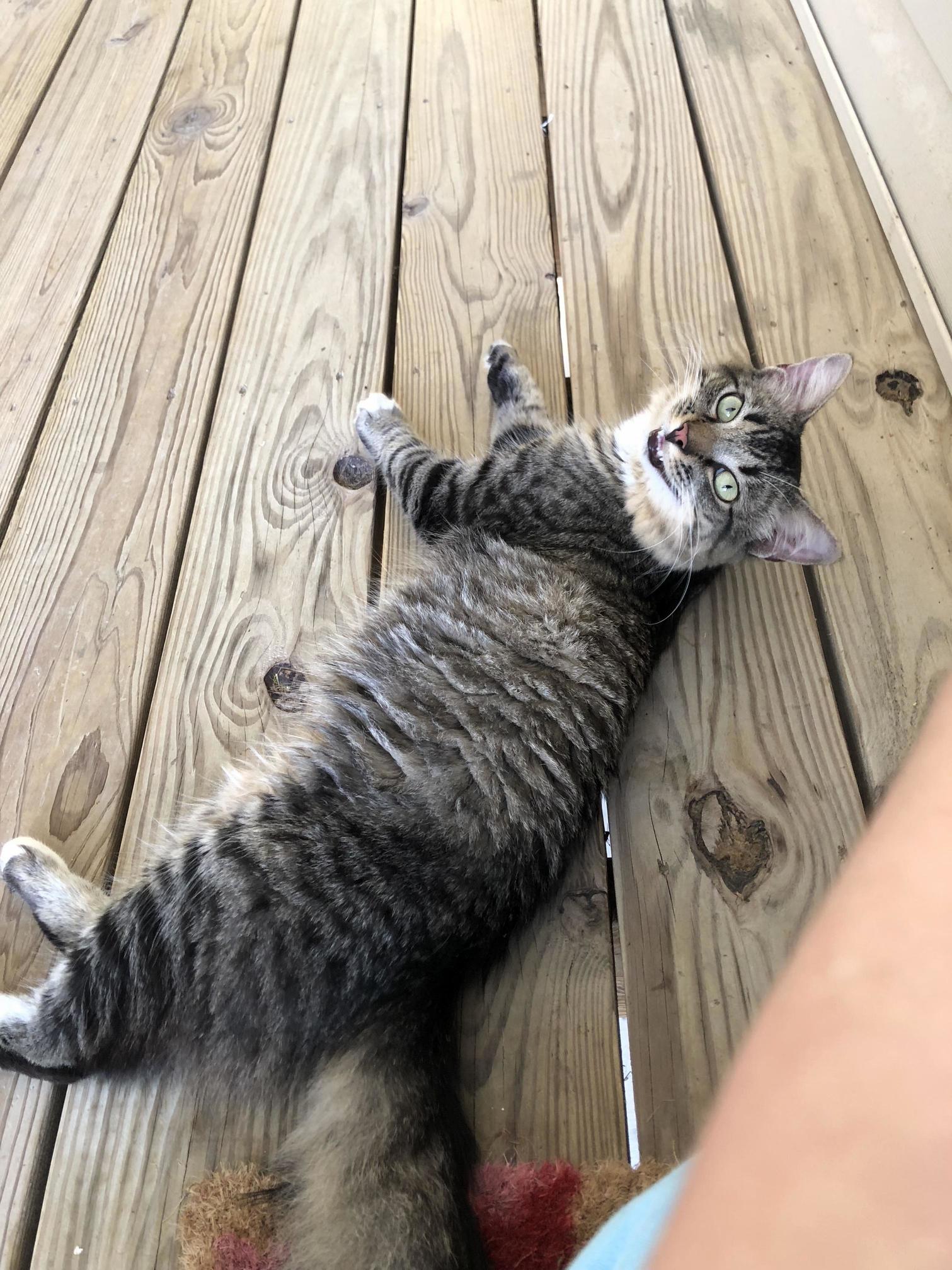 My Stray Soon to Be Rescue Buddy