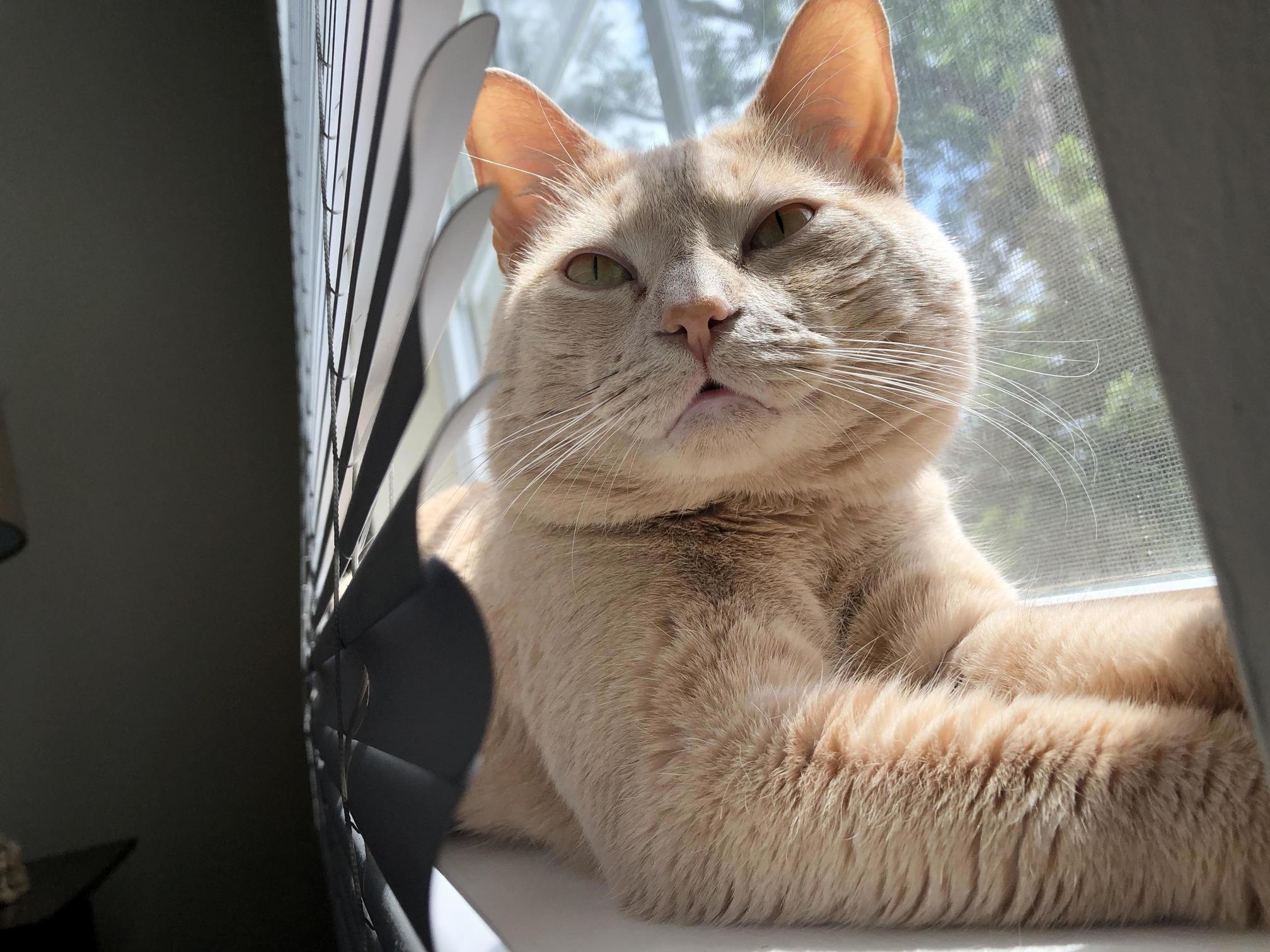 My Sweet Boy with His Sweet Derpy Face, Enjoying the Sunlight.
