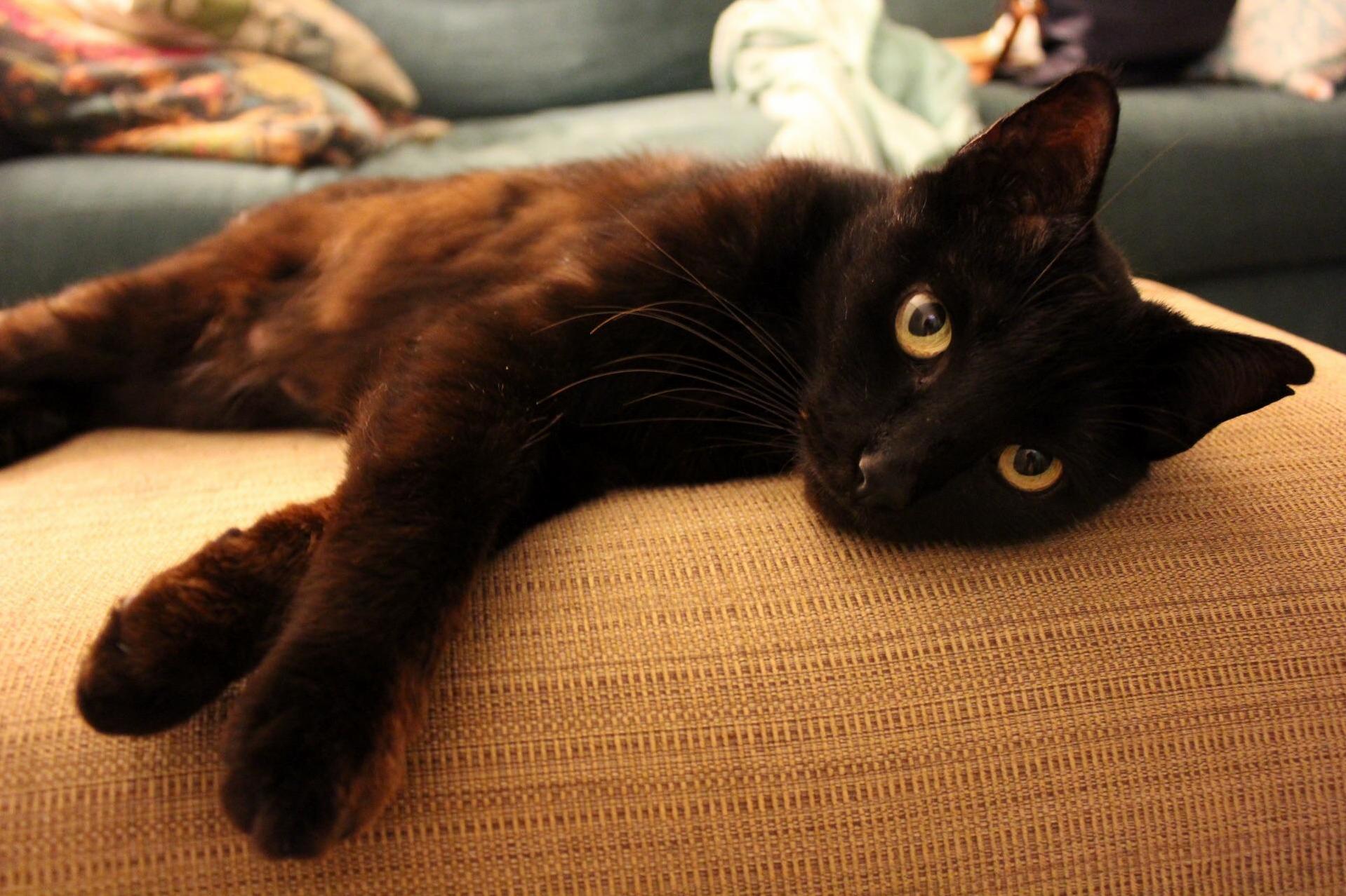 My Sweet Cat Chicago, Posing for a Picture