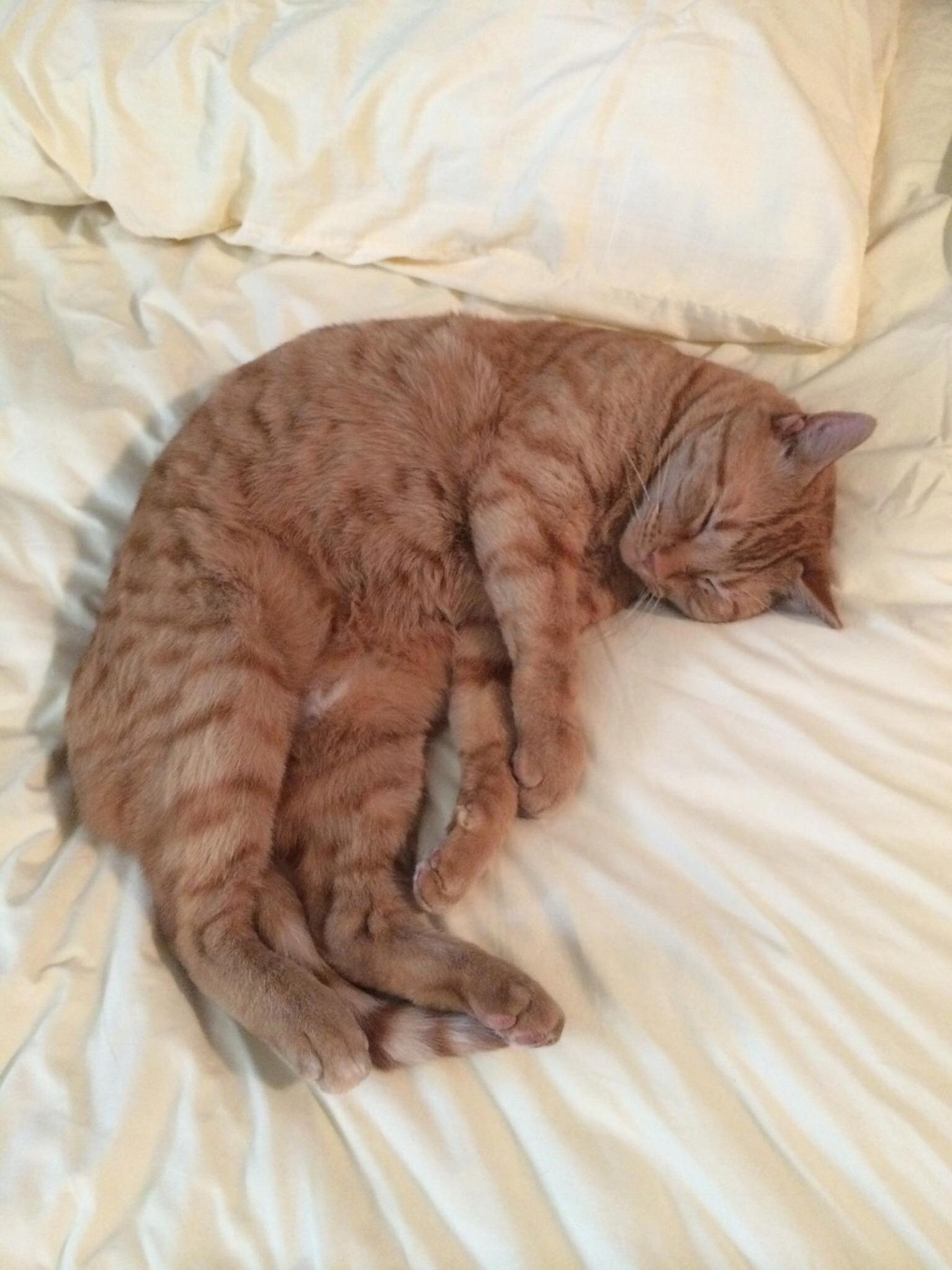My Sweet Chester Was Diagnosed with Congestive Heart Failure Last Night. They Give Him 3 Months to Live  but Were Going to Make It the Best 3 Months Ever!
